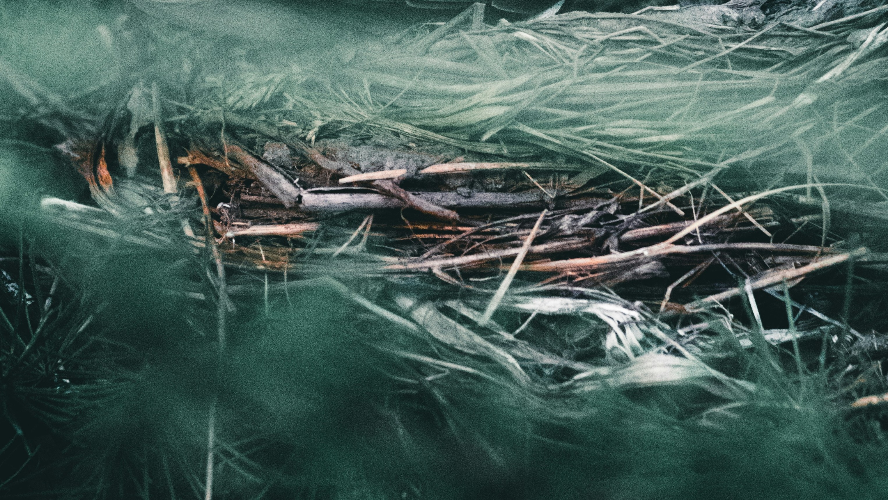 sticks and grass close-up