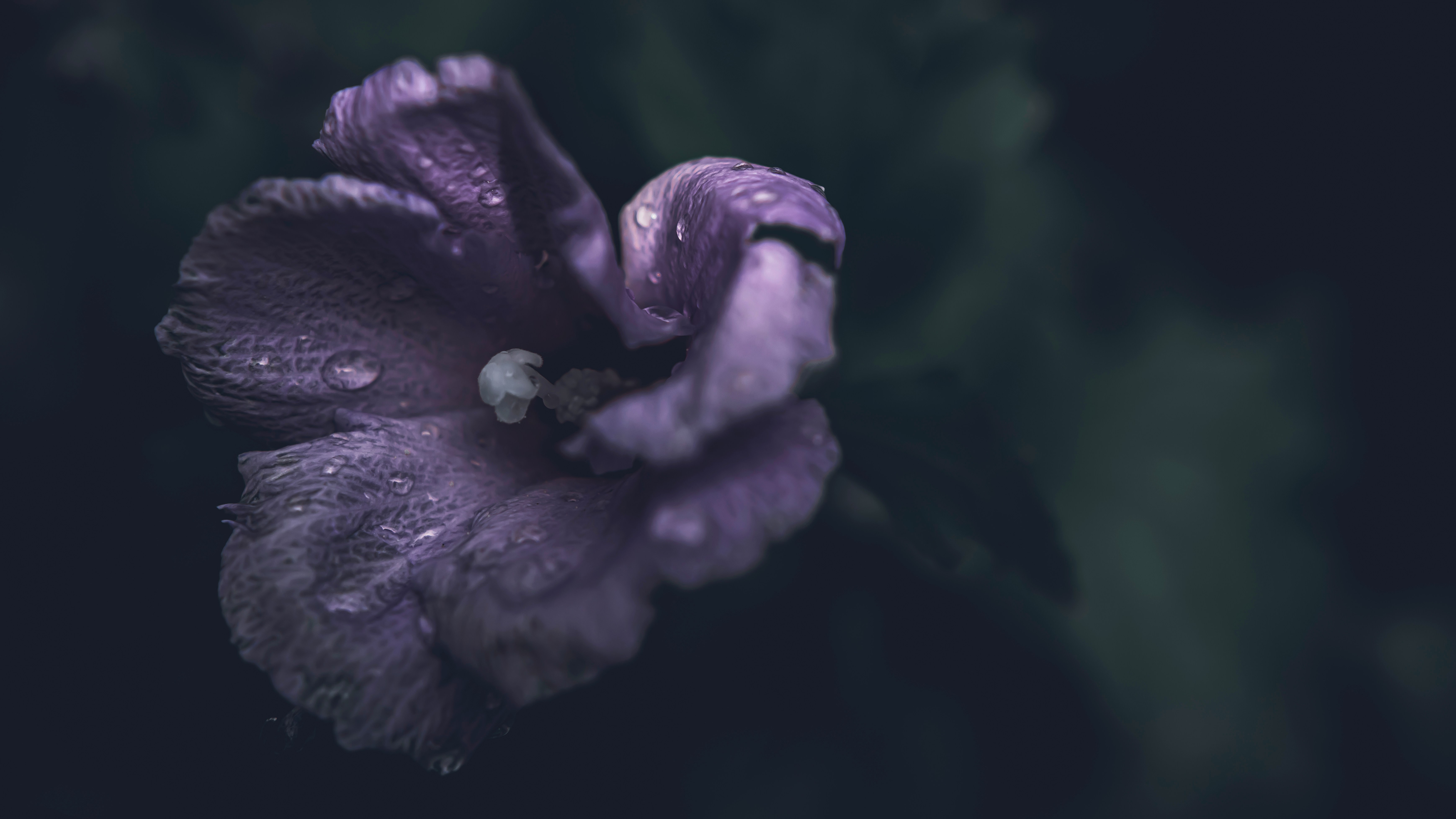 cool-toned violet flower