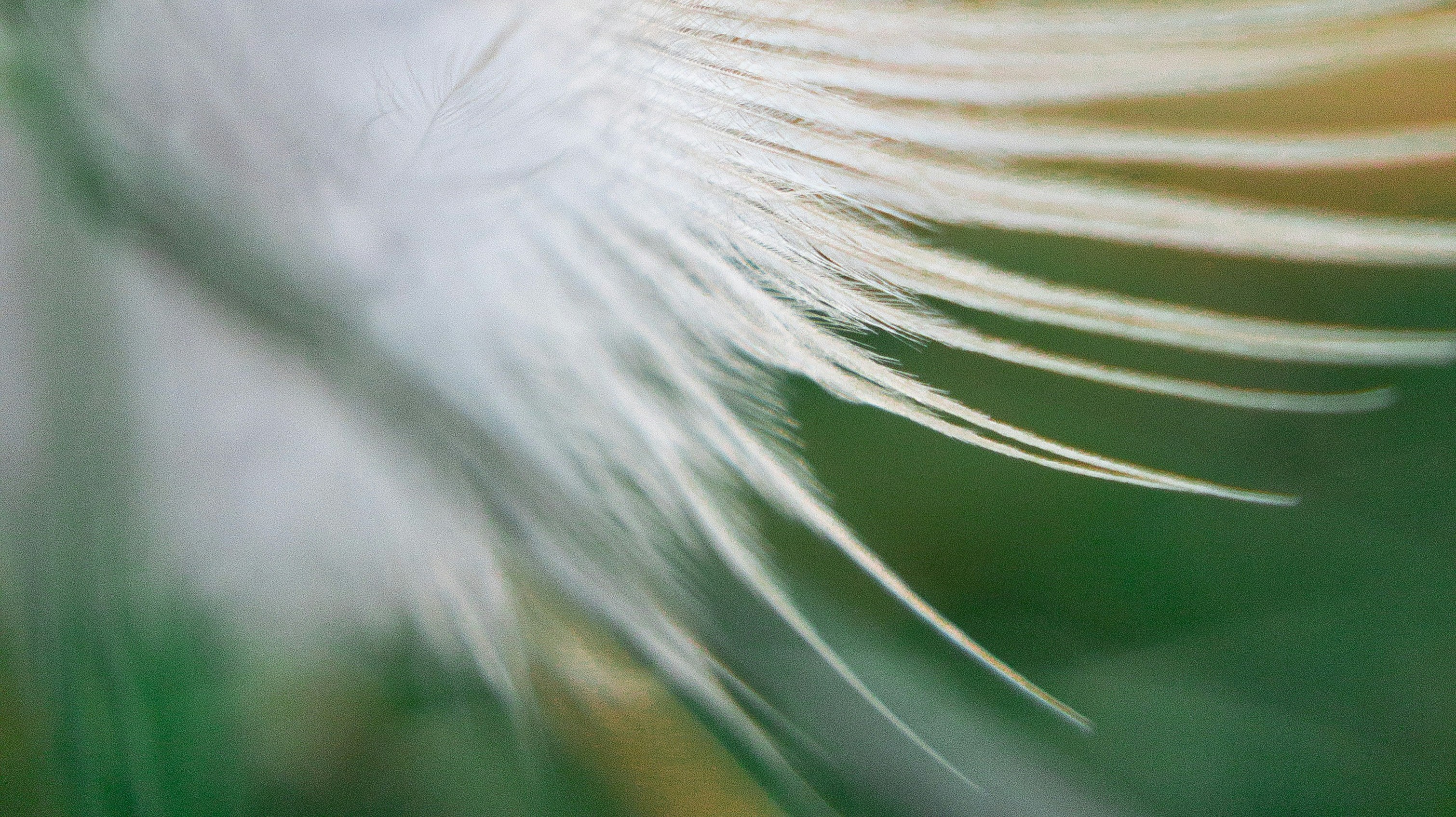 feathers up close against green background