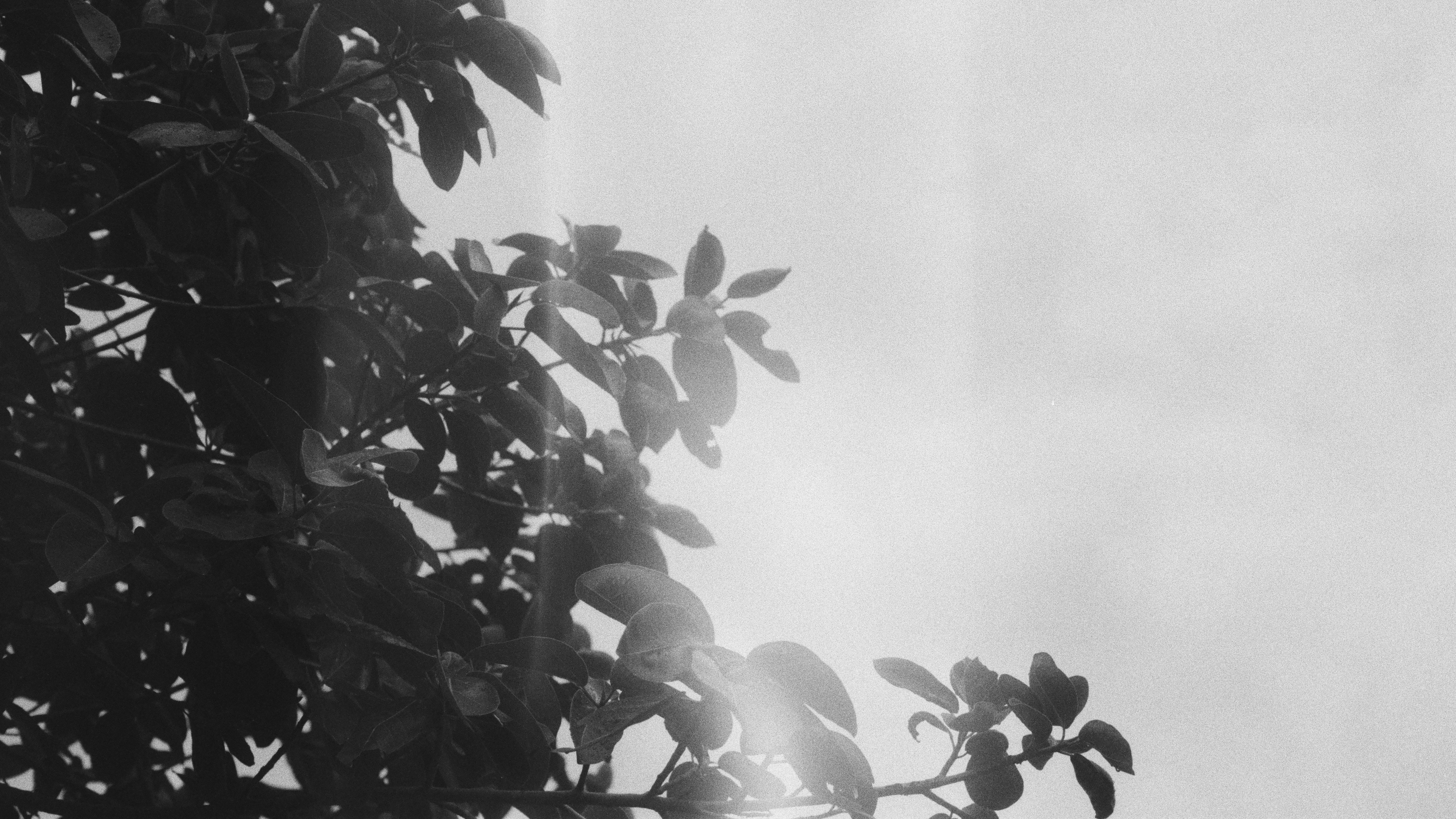 shadows of leafy branches