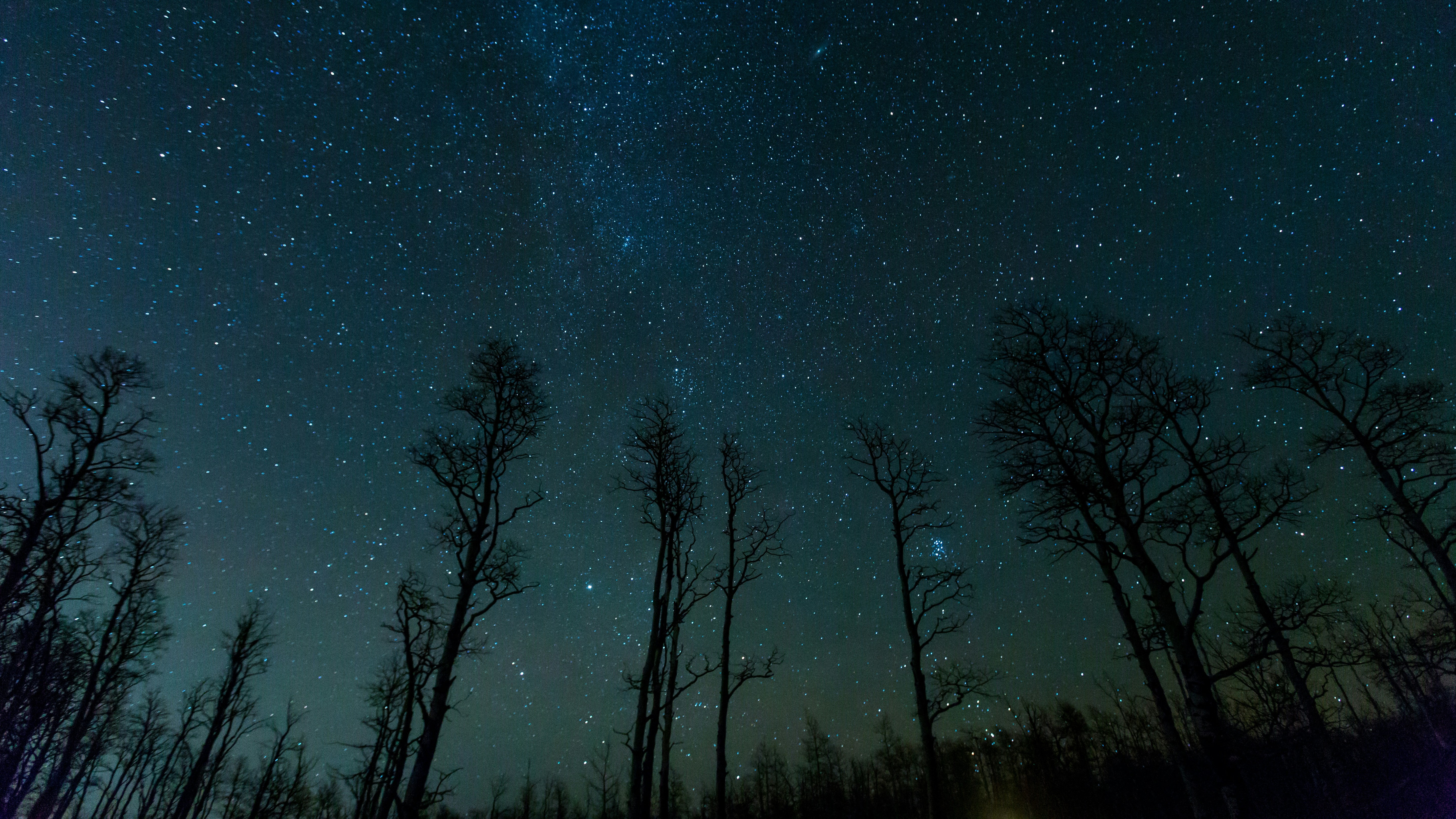 starry night sky above trees