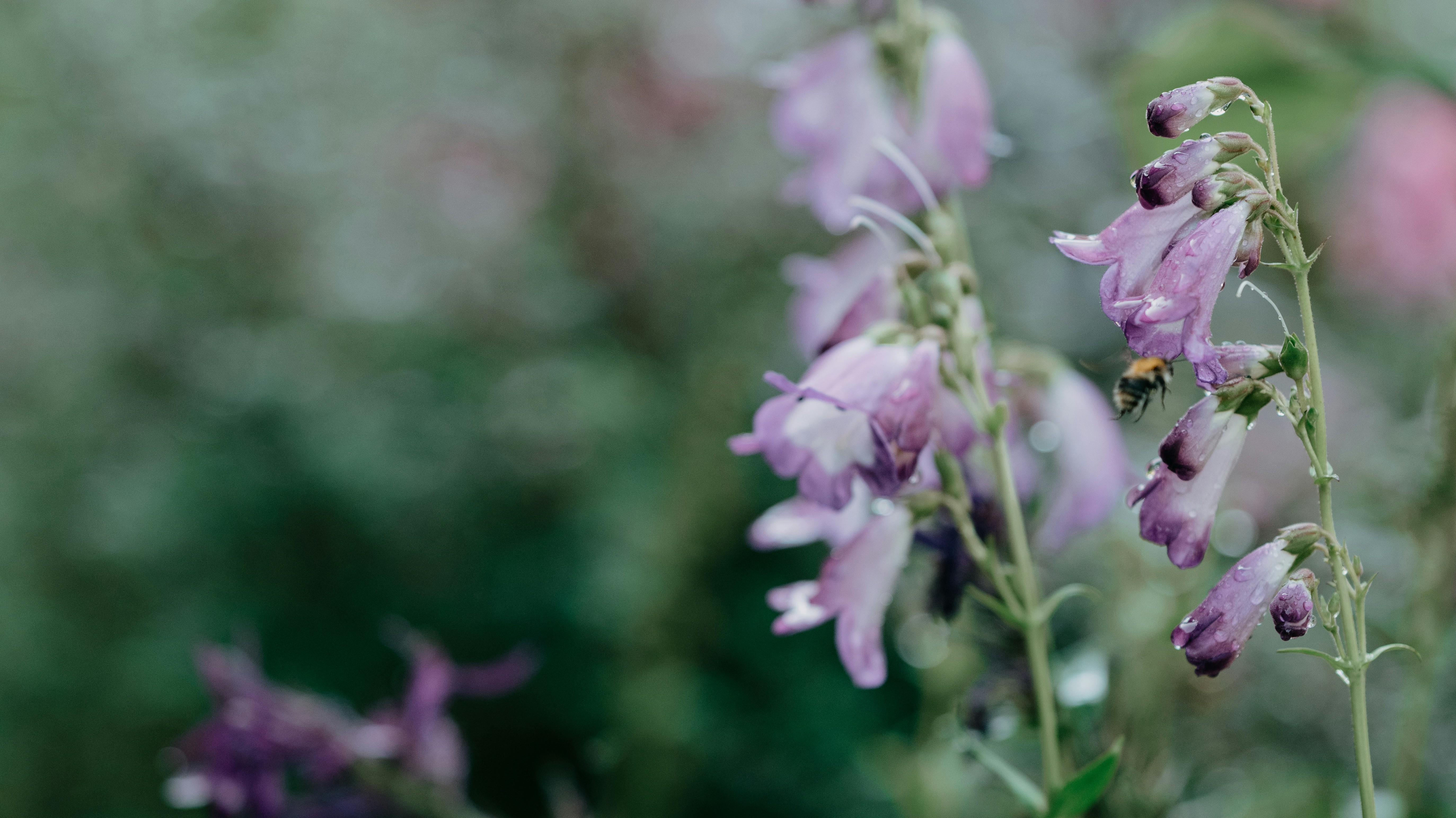 purple foxgloves in garden
