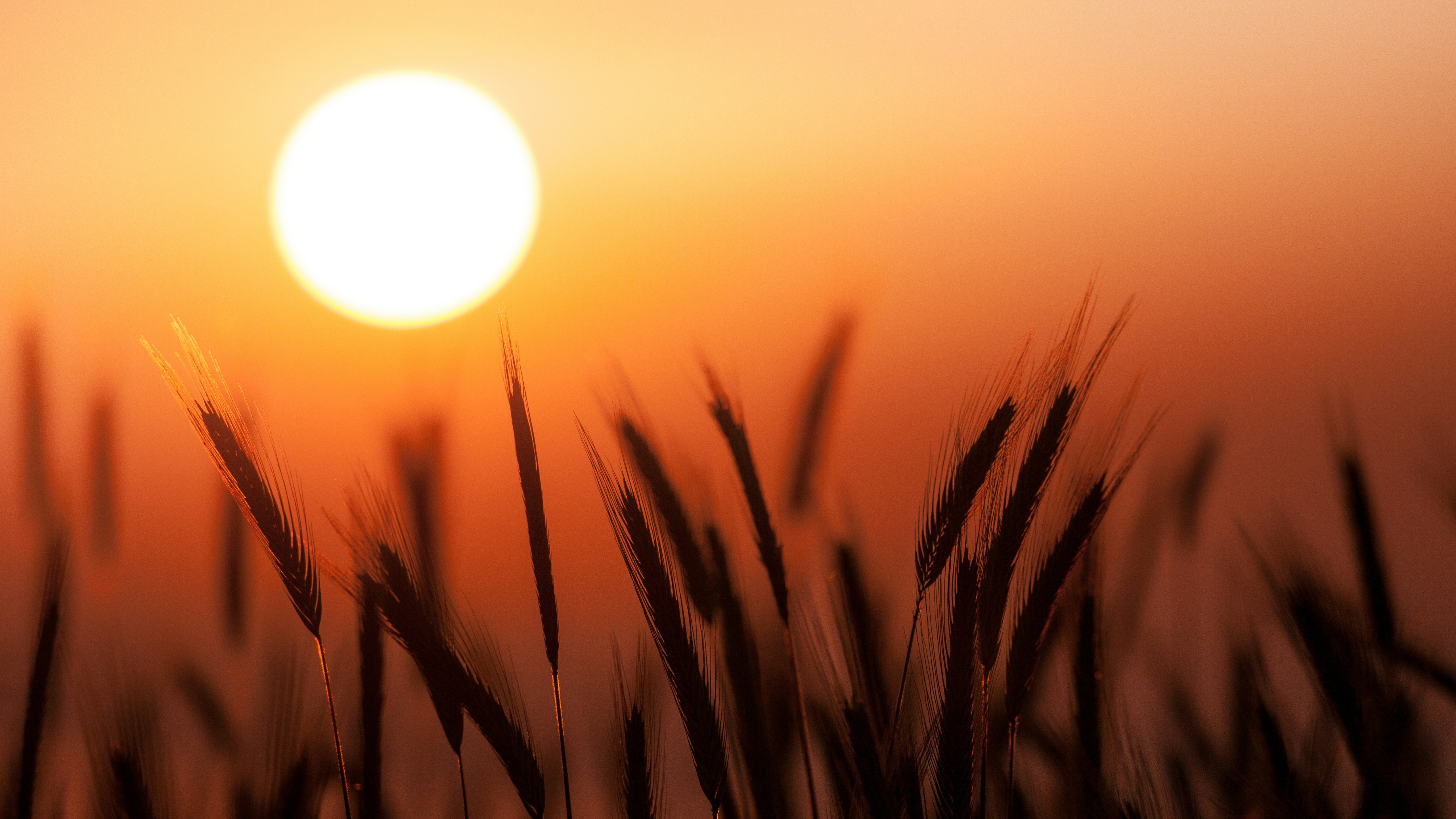 sunset behind wheat