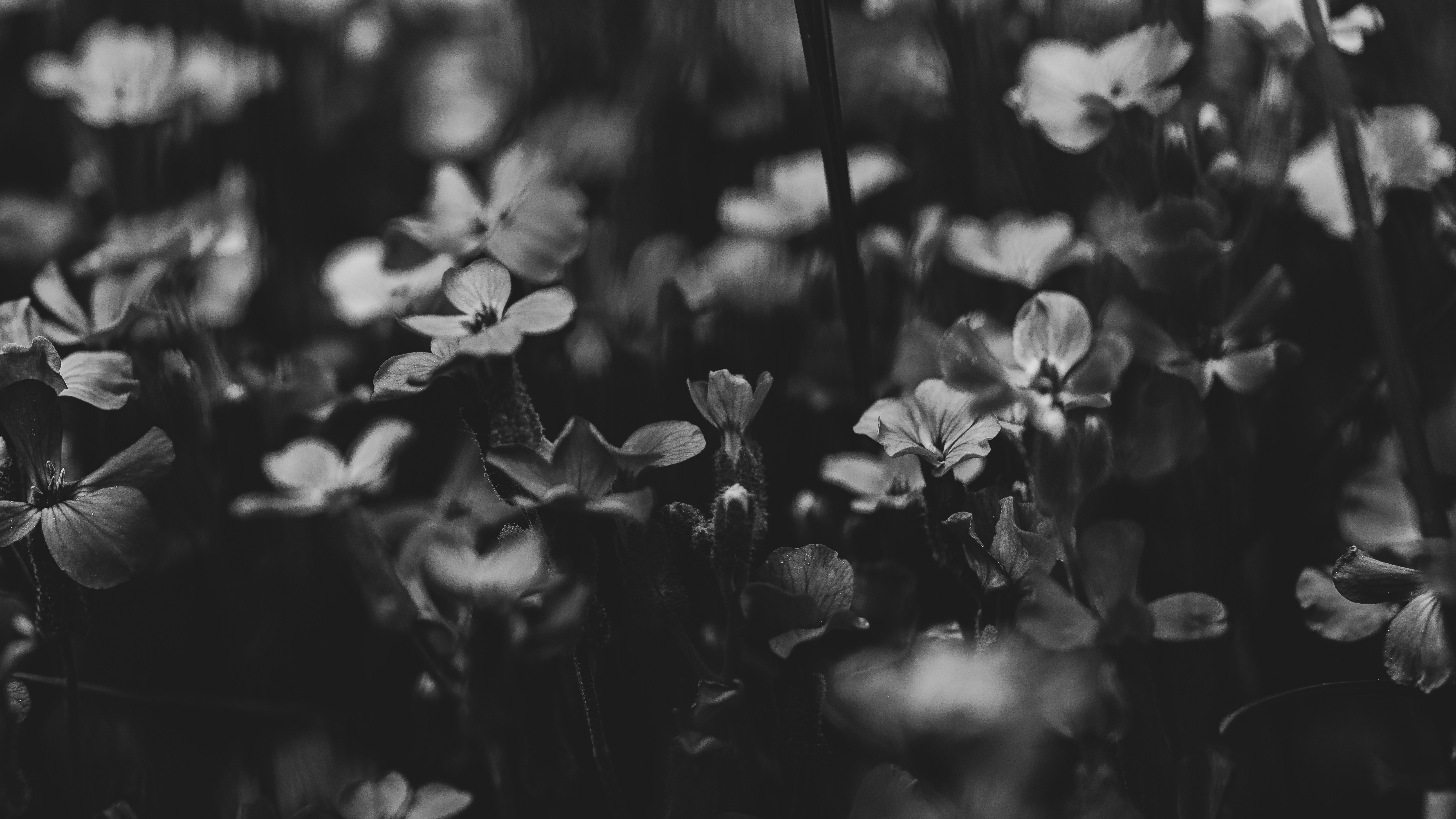 grayscale flowers