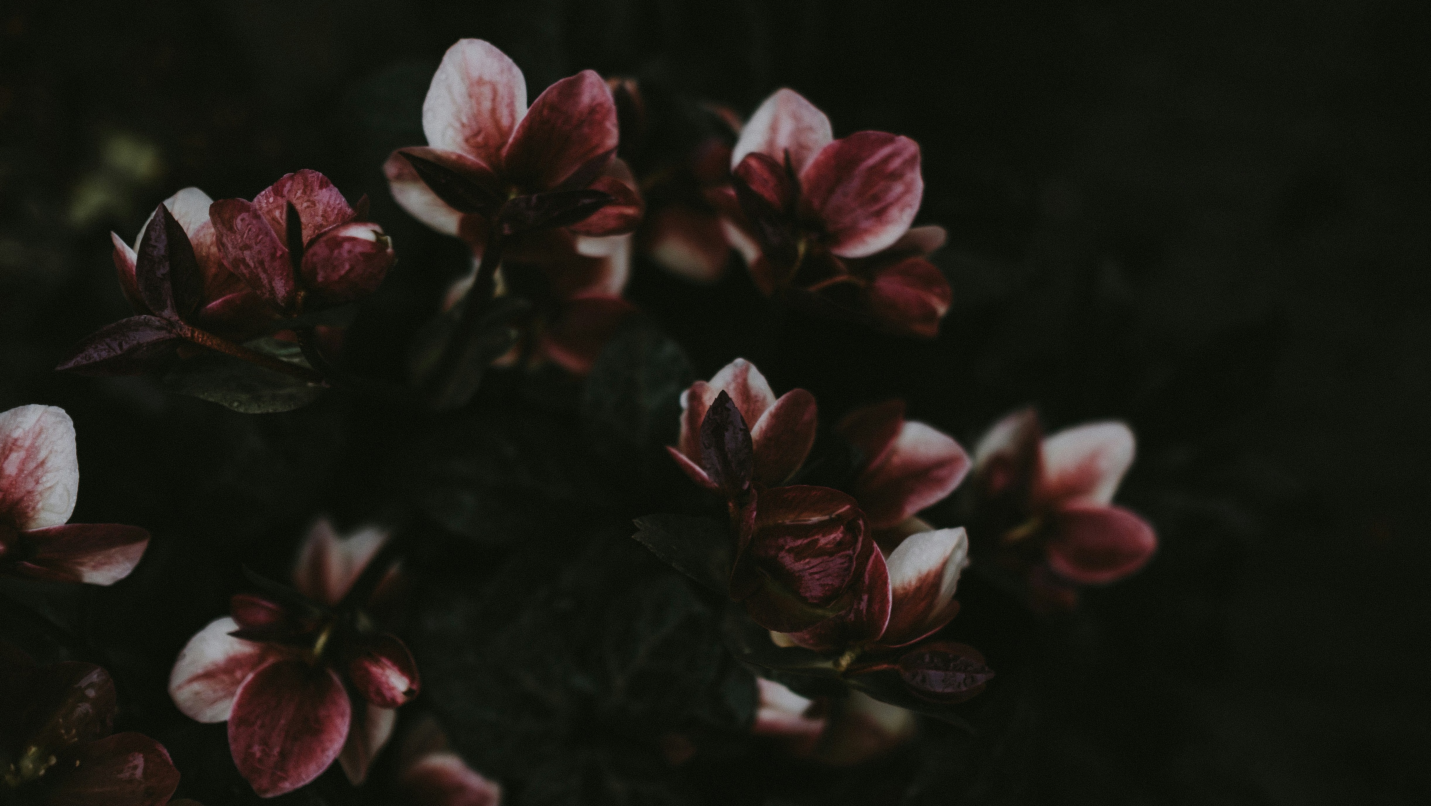 pink flowers blooming in dark shadows