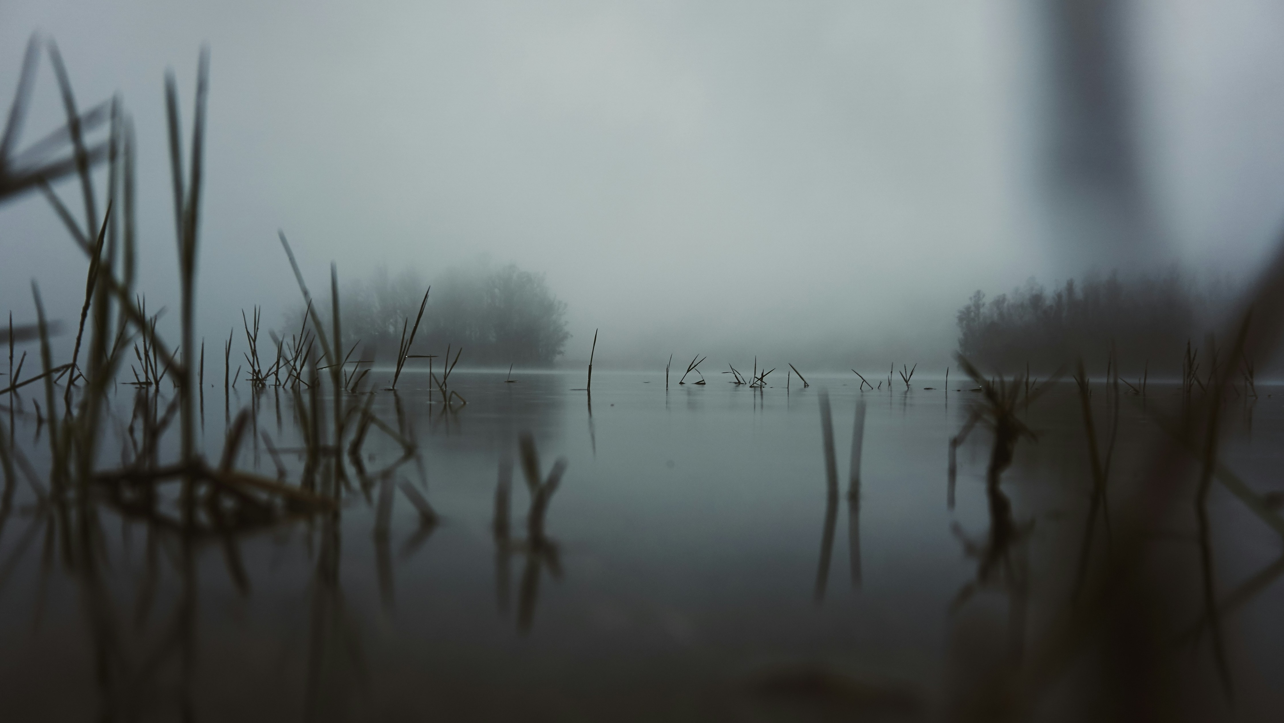 misty murky view of pond
