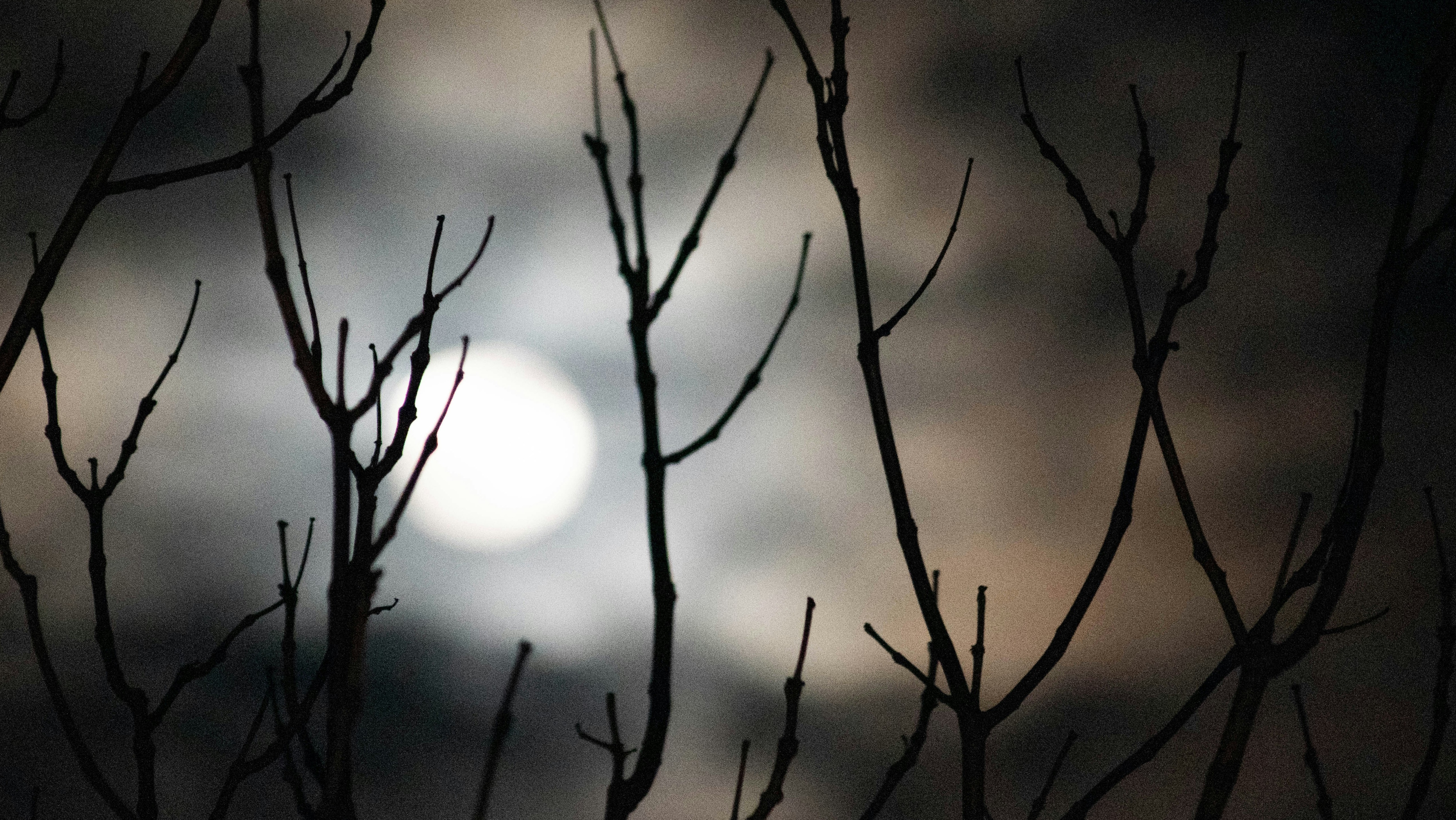 full moon through tree branches