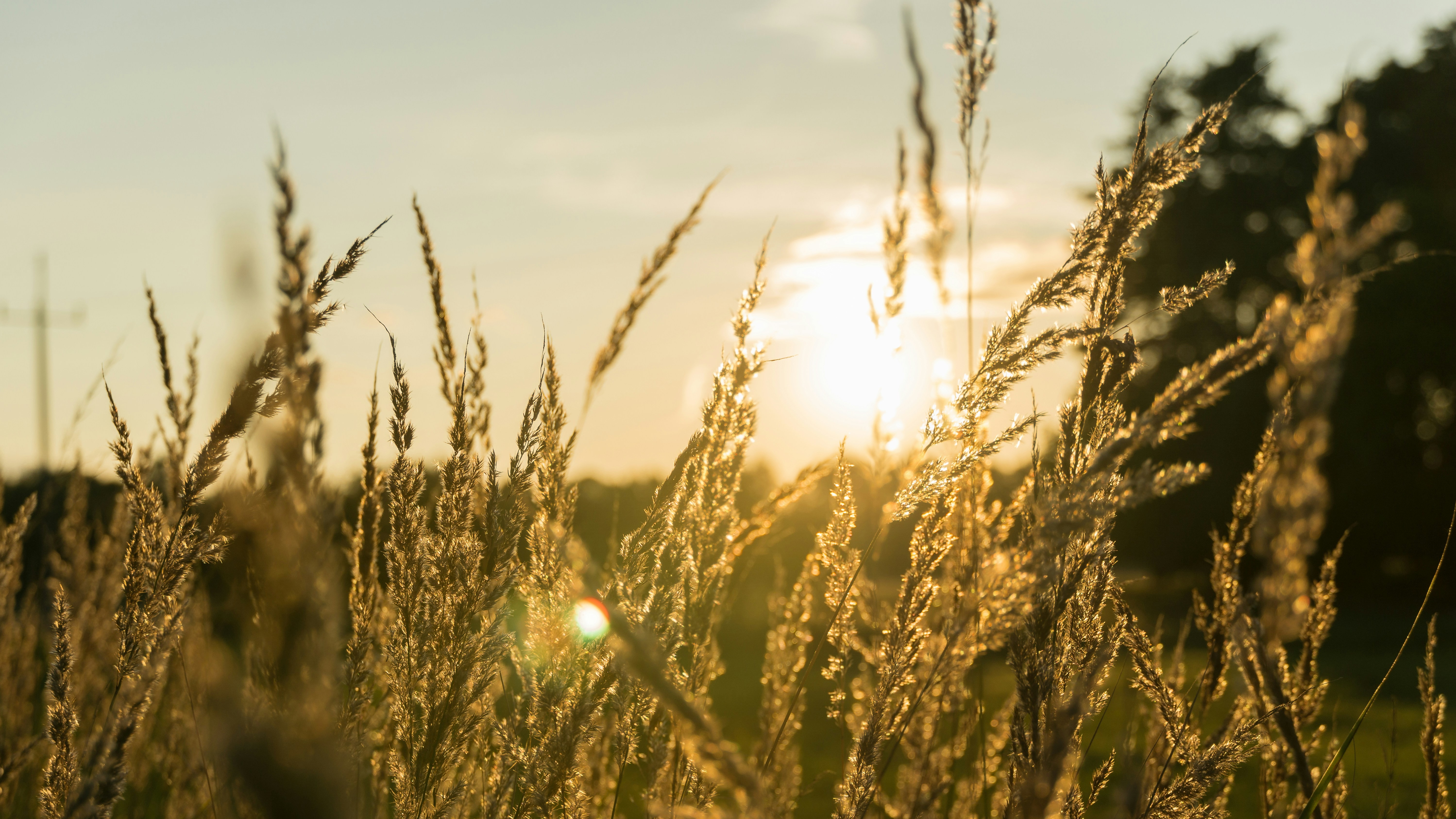 golden grass fields with trees and sunset in background