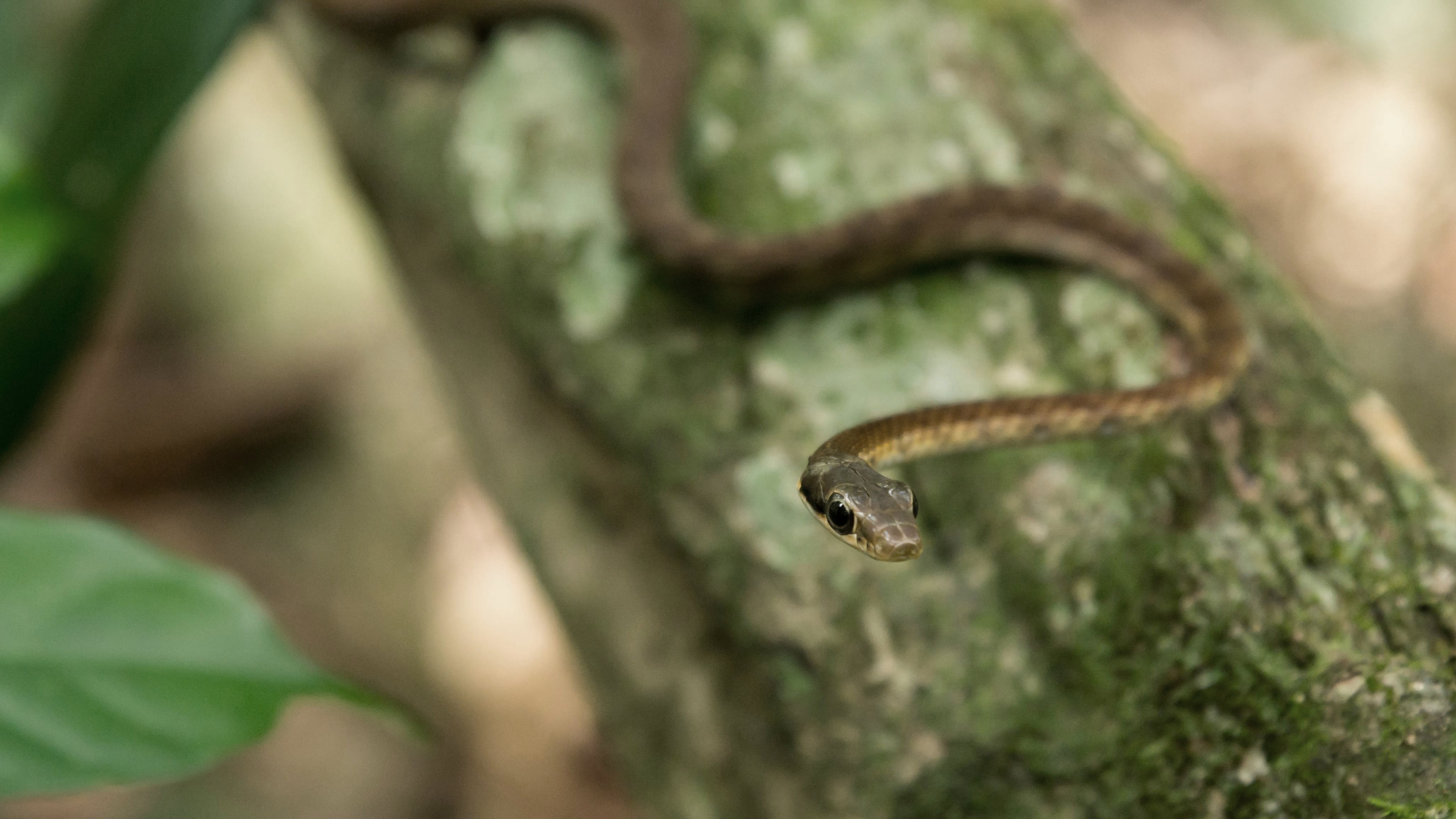 snake on a branch