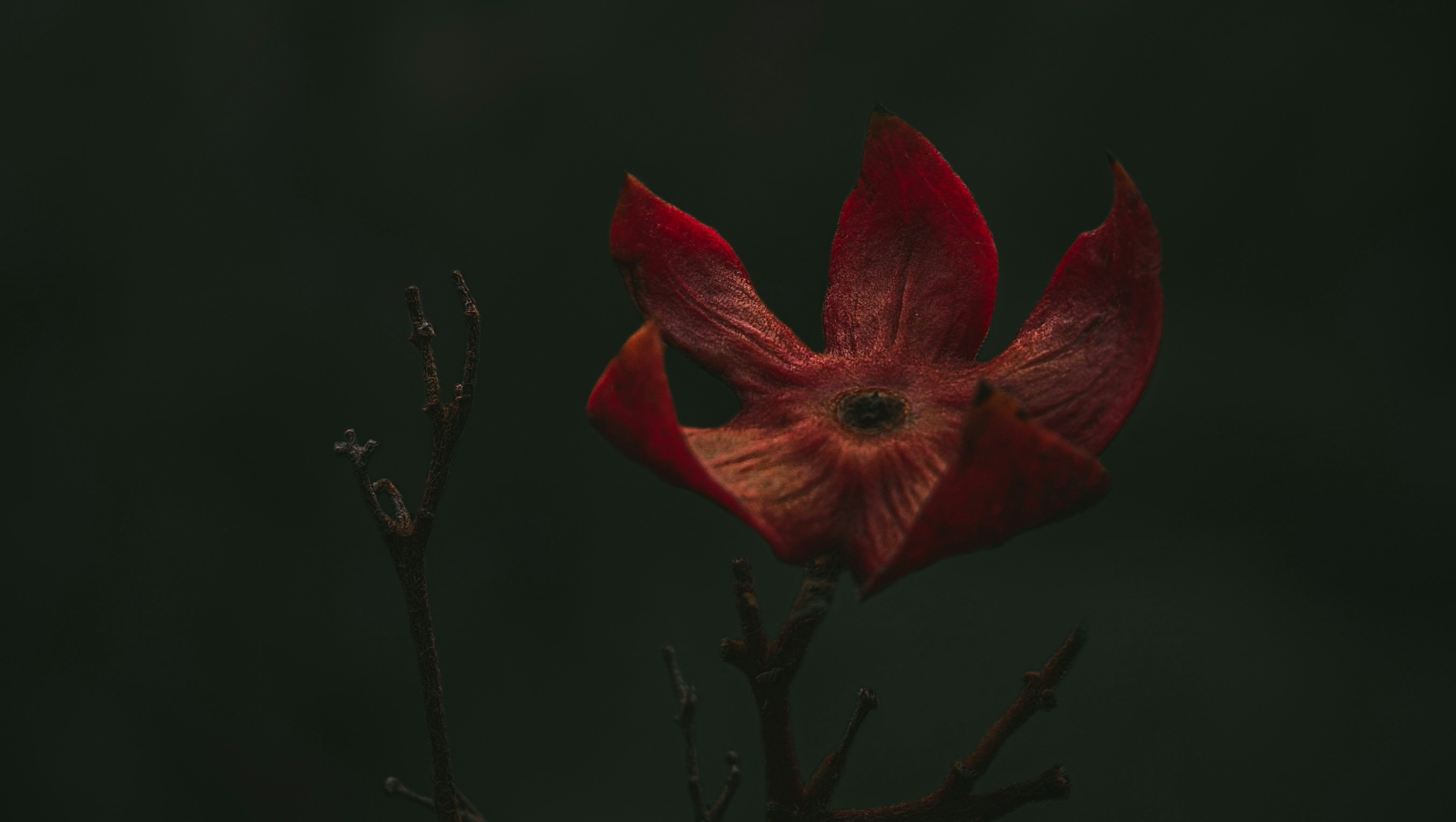 dark red flower