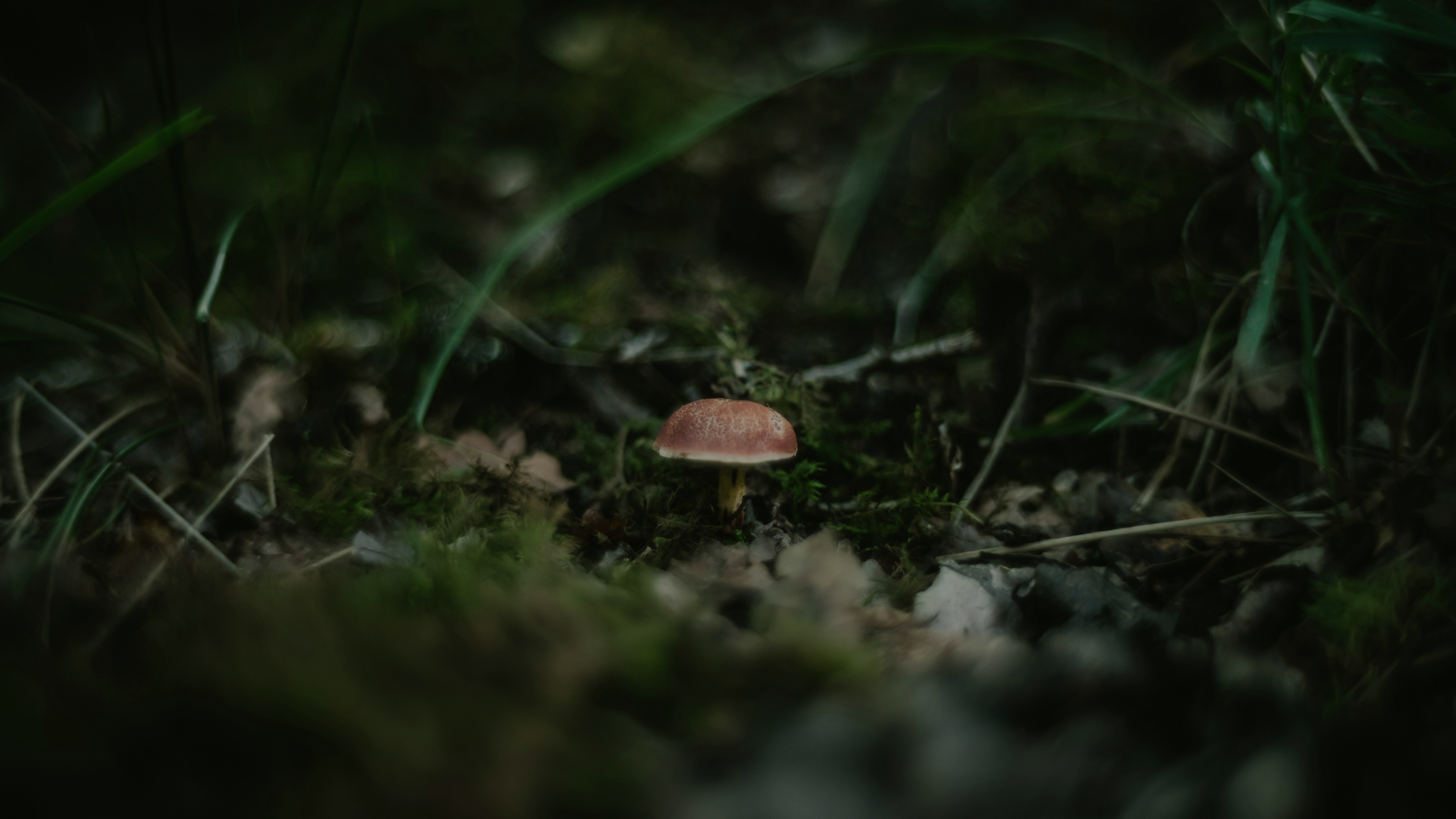 small mushroom growing on forest floor