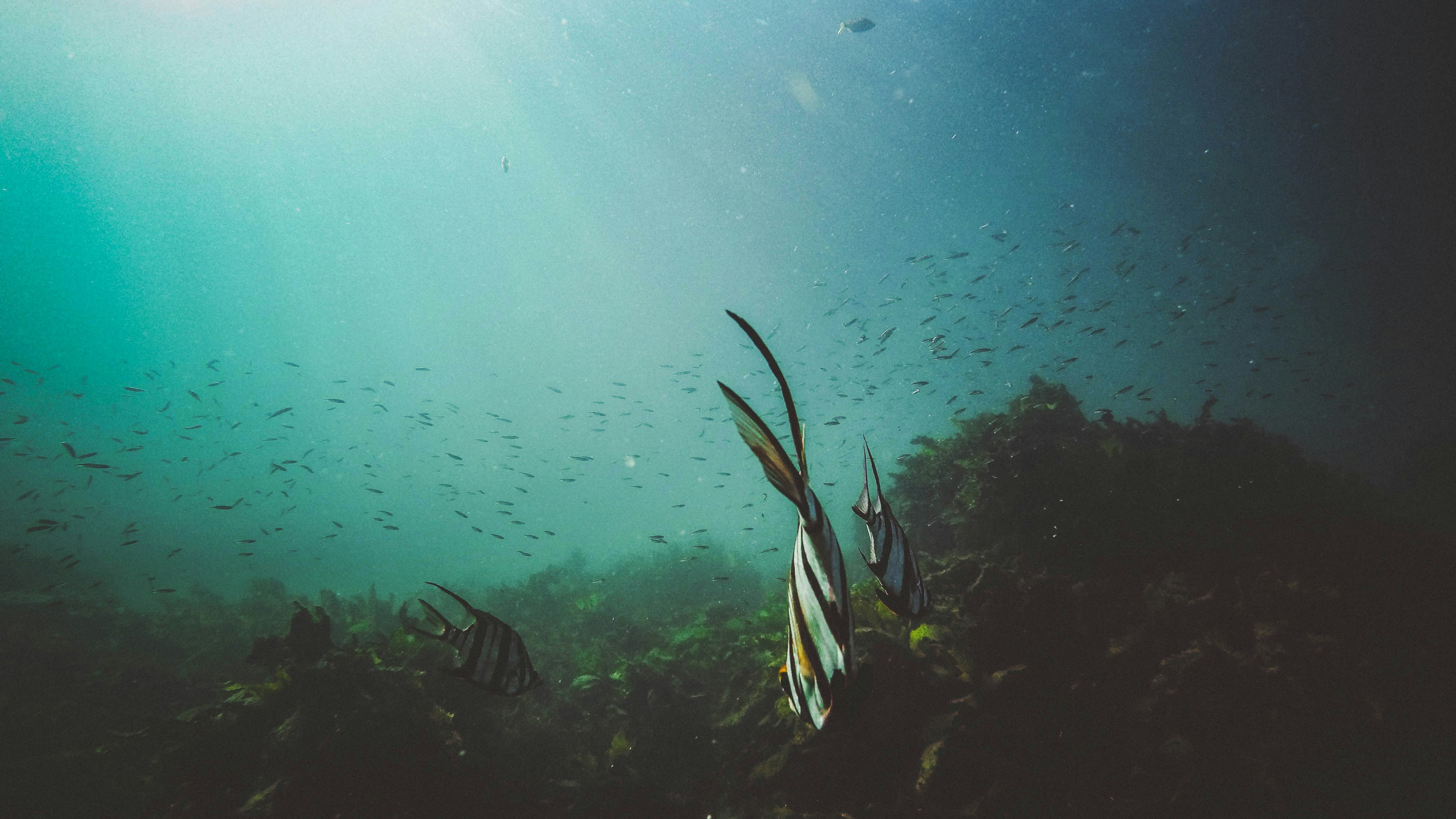 peaceful underwater view