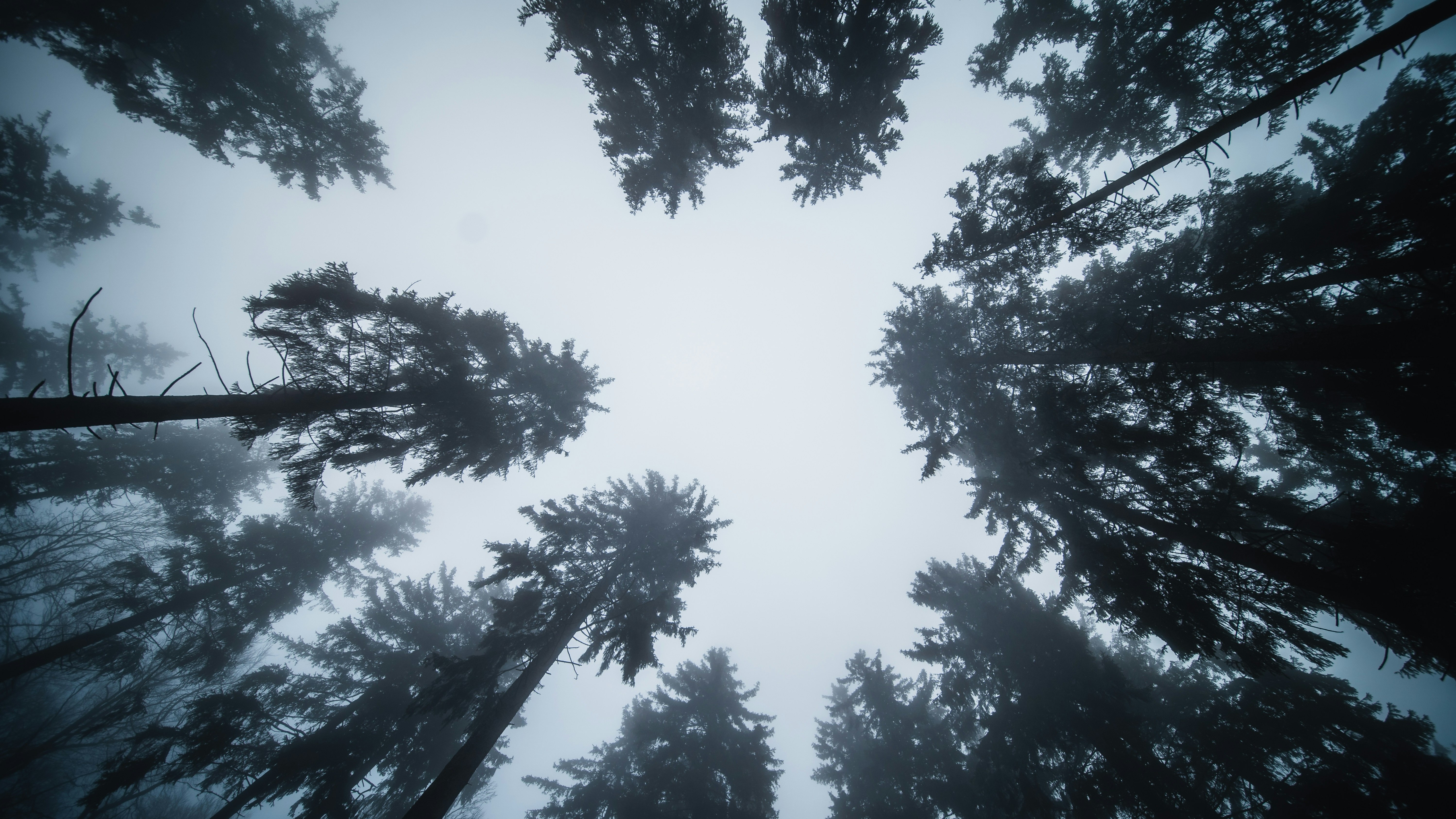 view of wintery sky through pine trees