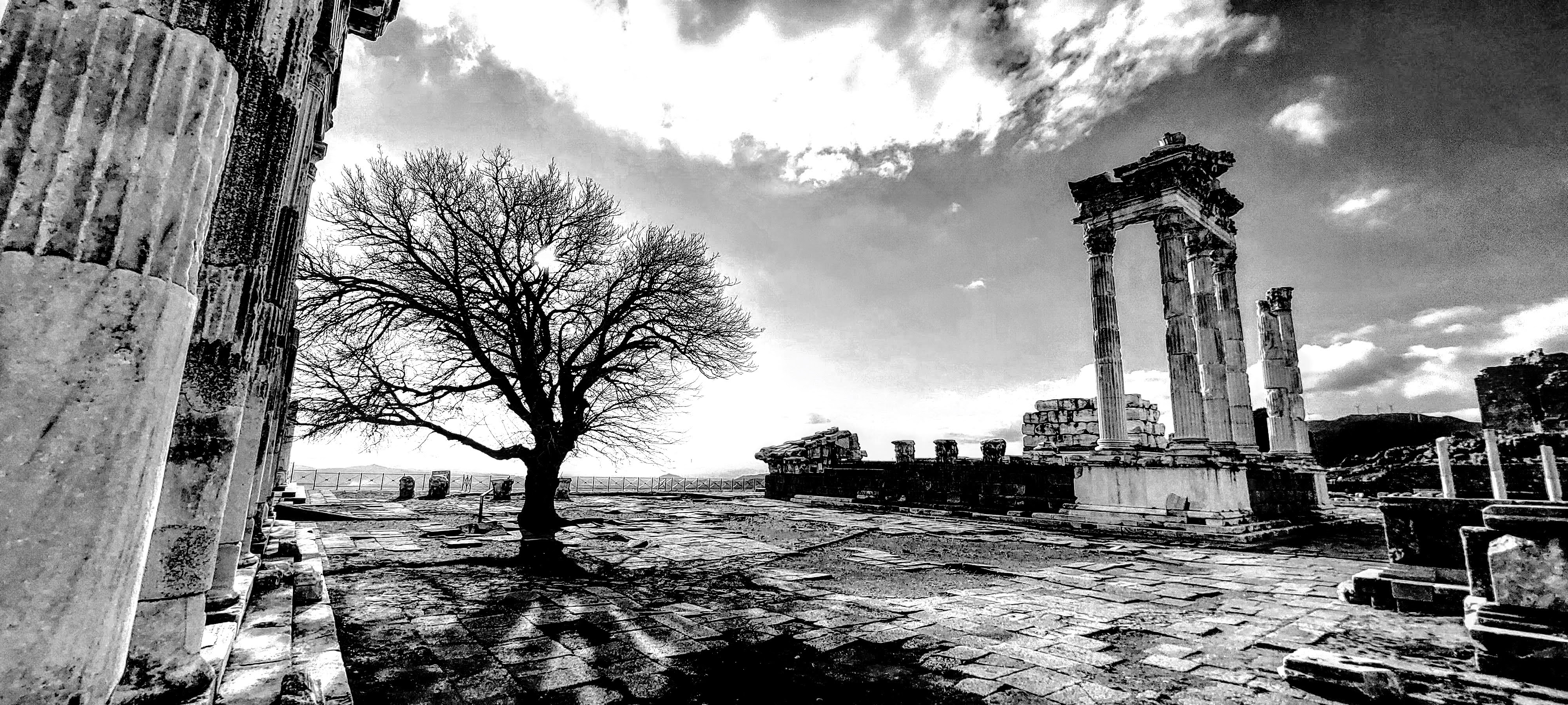 bnw trees in front of temple
