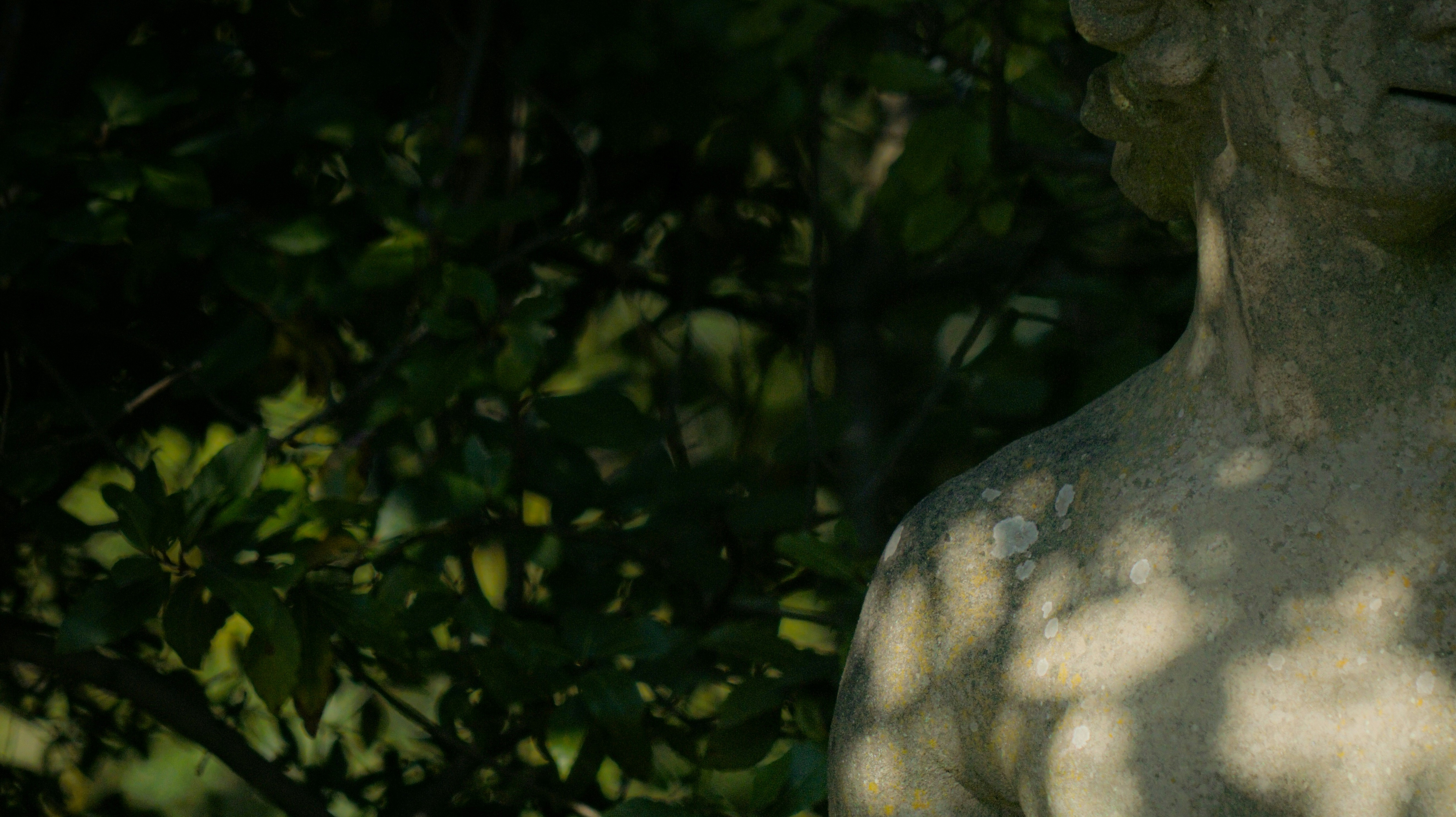 statue in garden shade