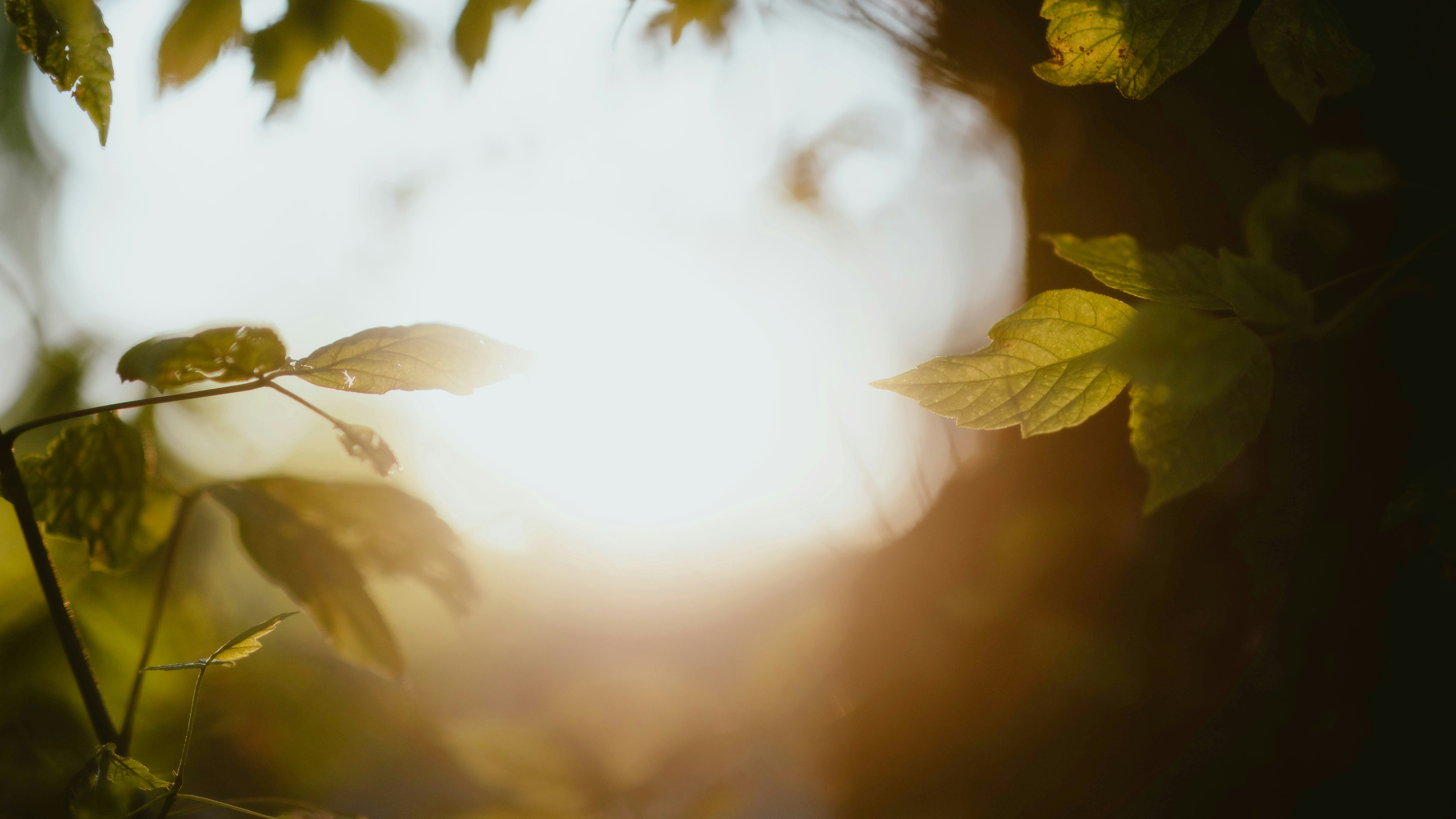 gold light through tree leaves