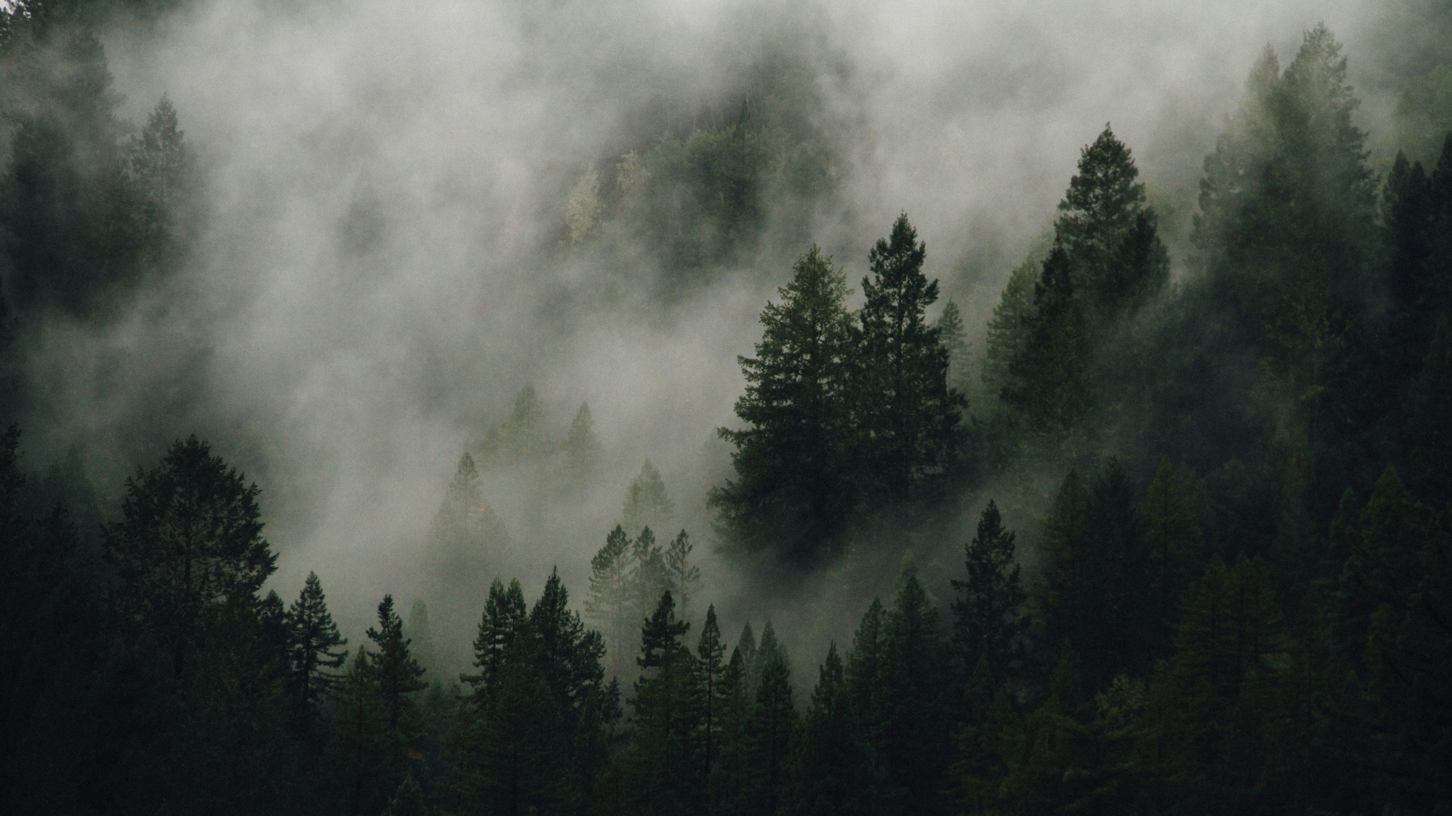 misty pine trees