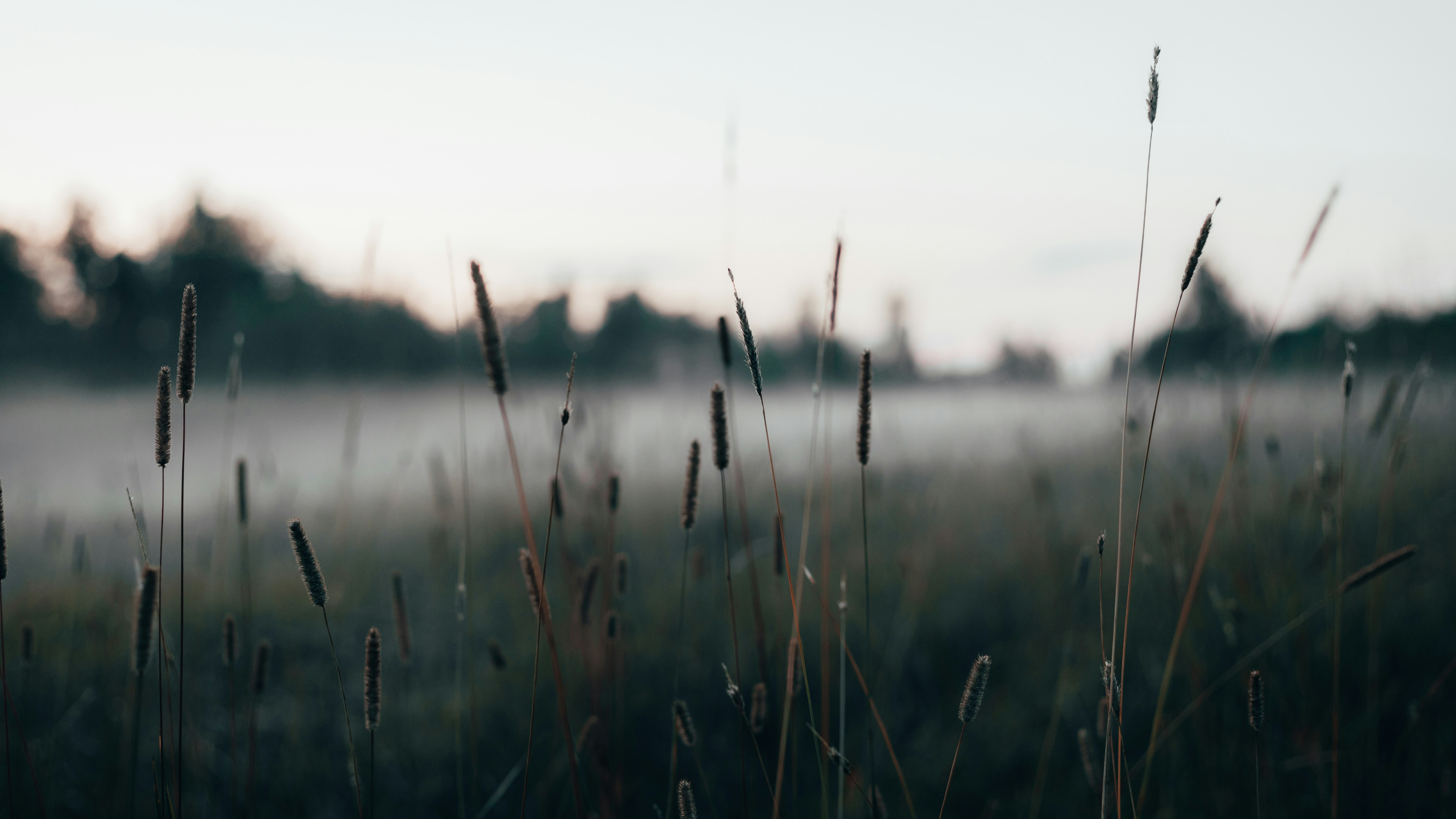 flowers against mist
