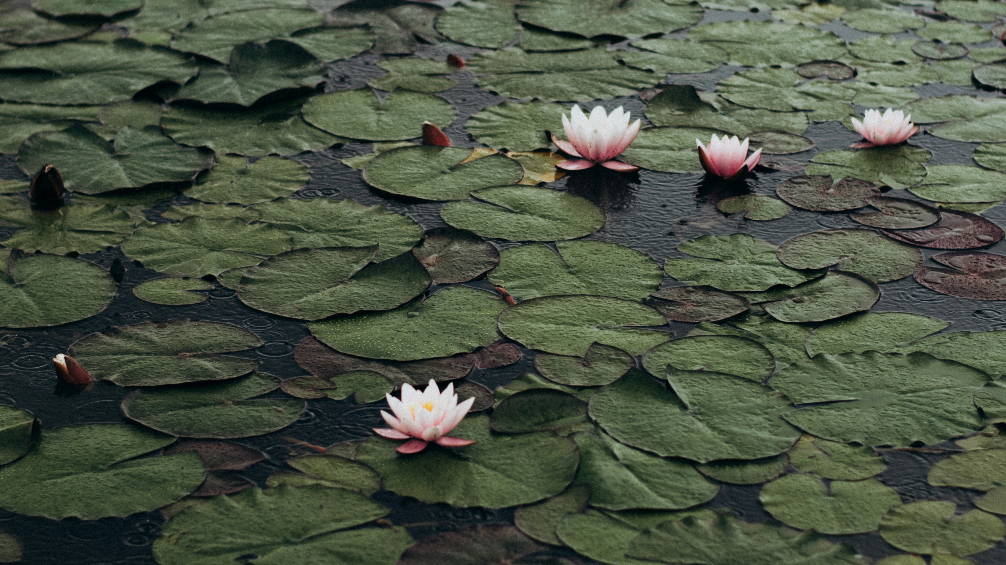 lily pads in water