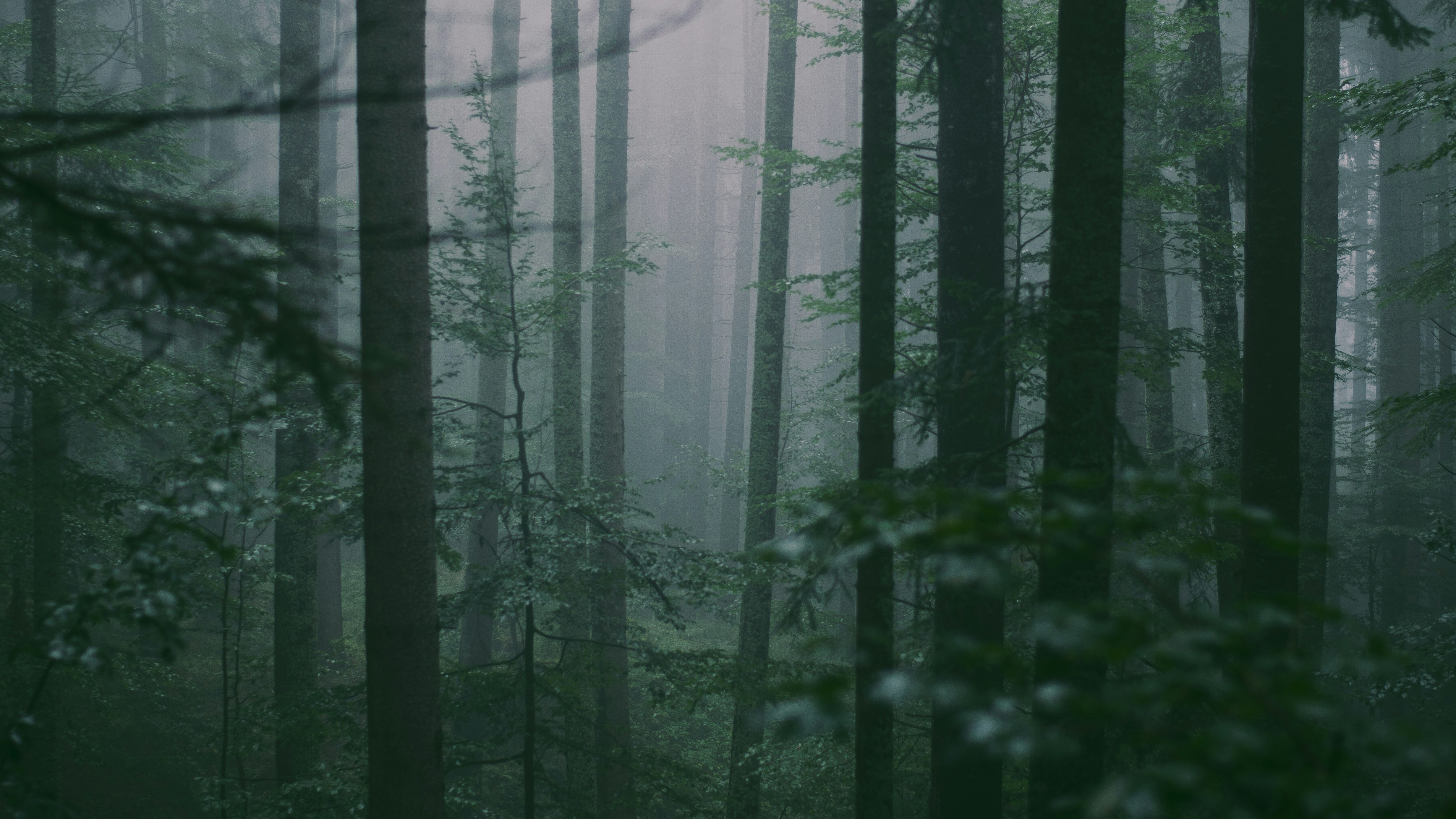 misty trees
