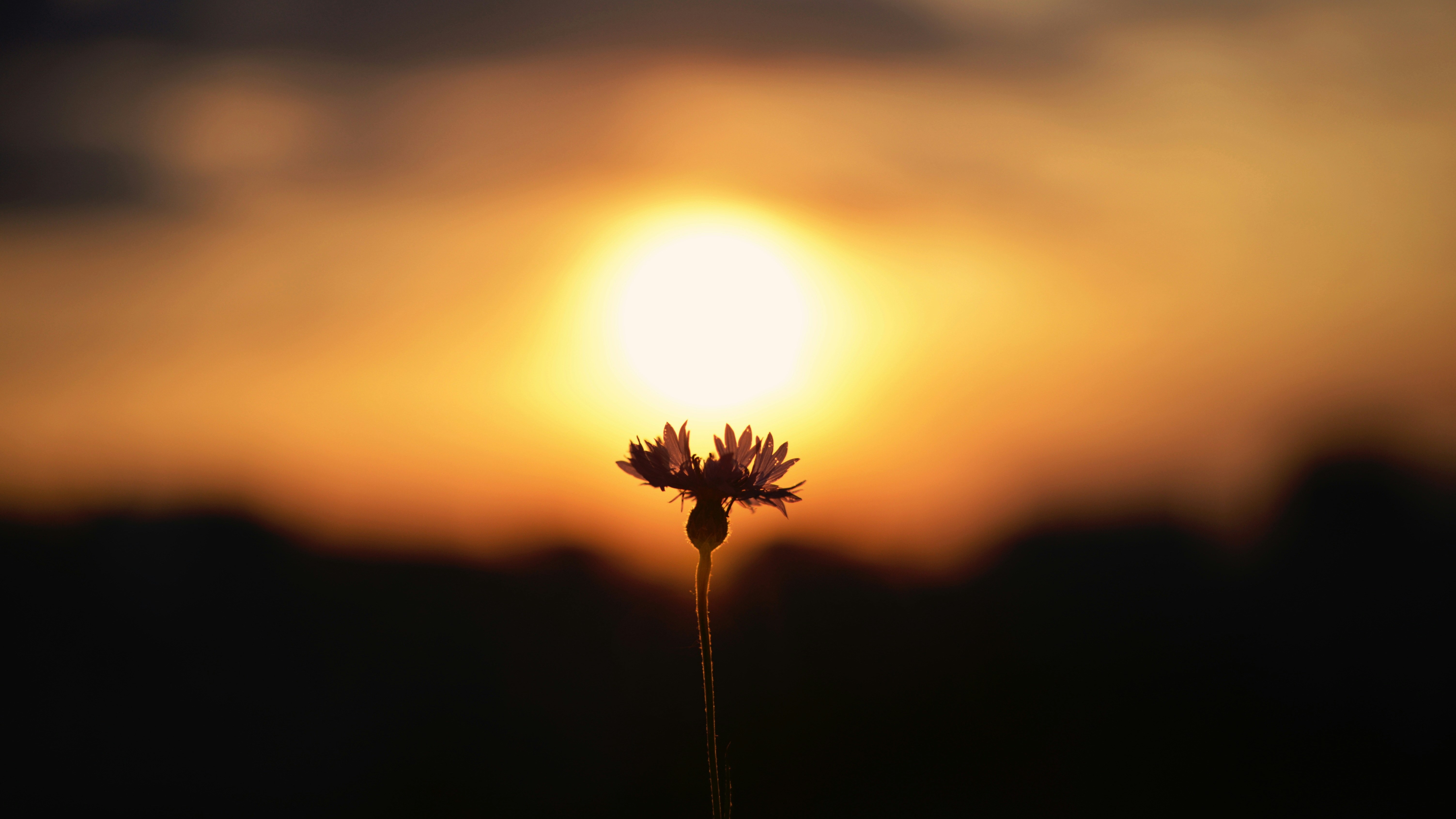 flower sillhouetted against setting sun