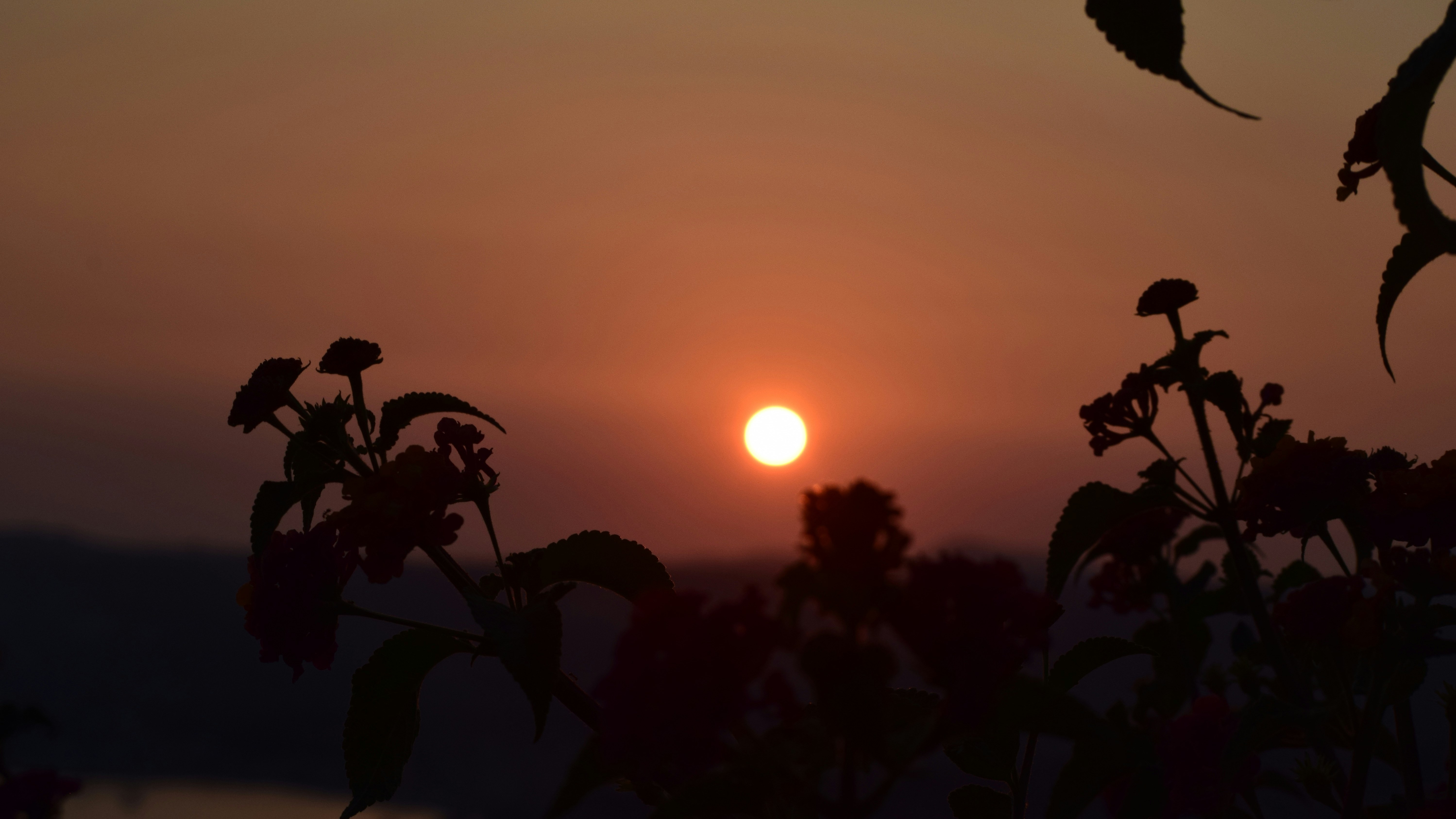 dark foliage against red setting sun