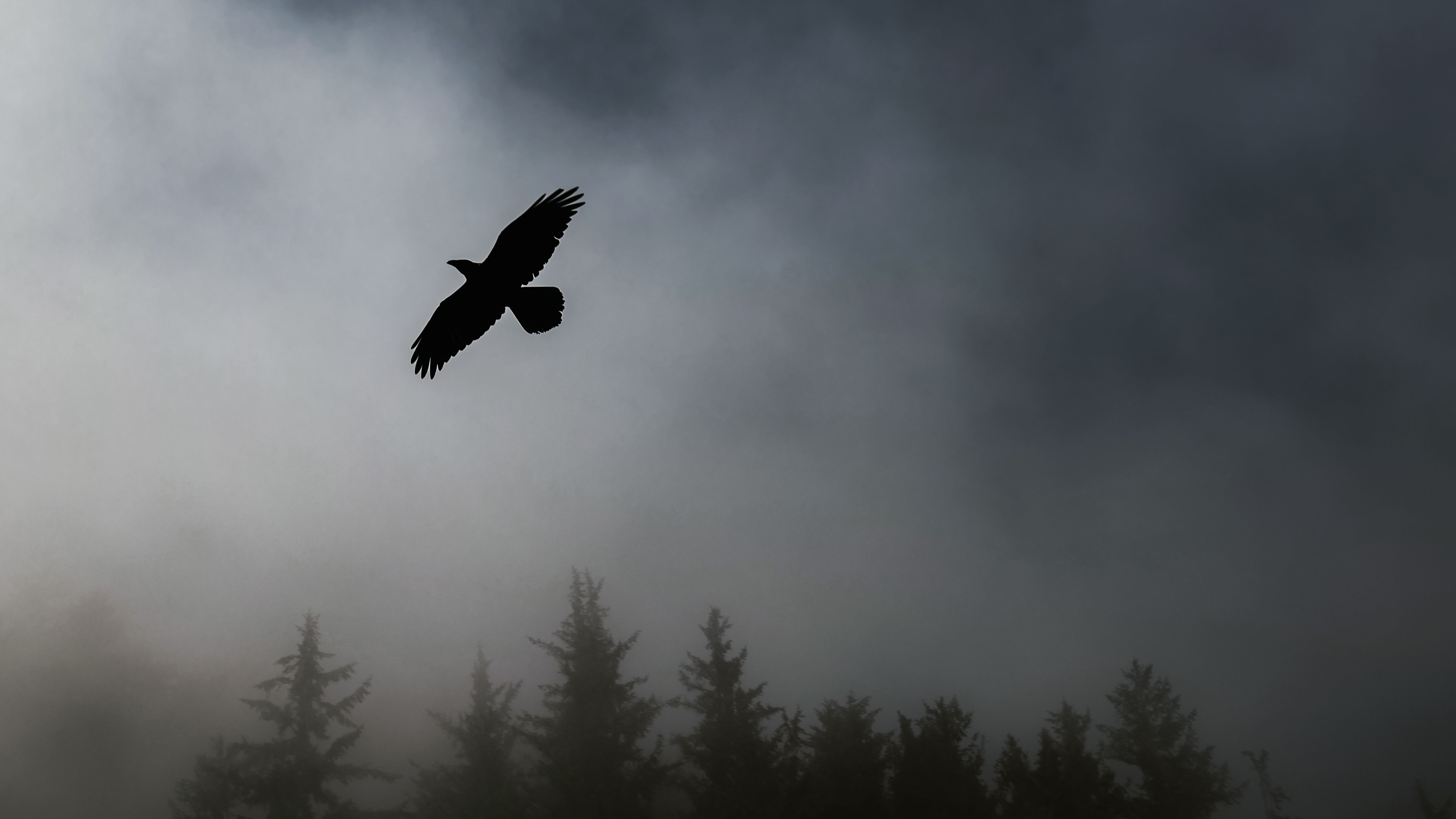 raven flying against misty sky