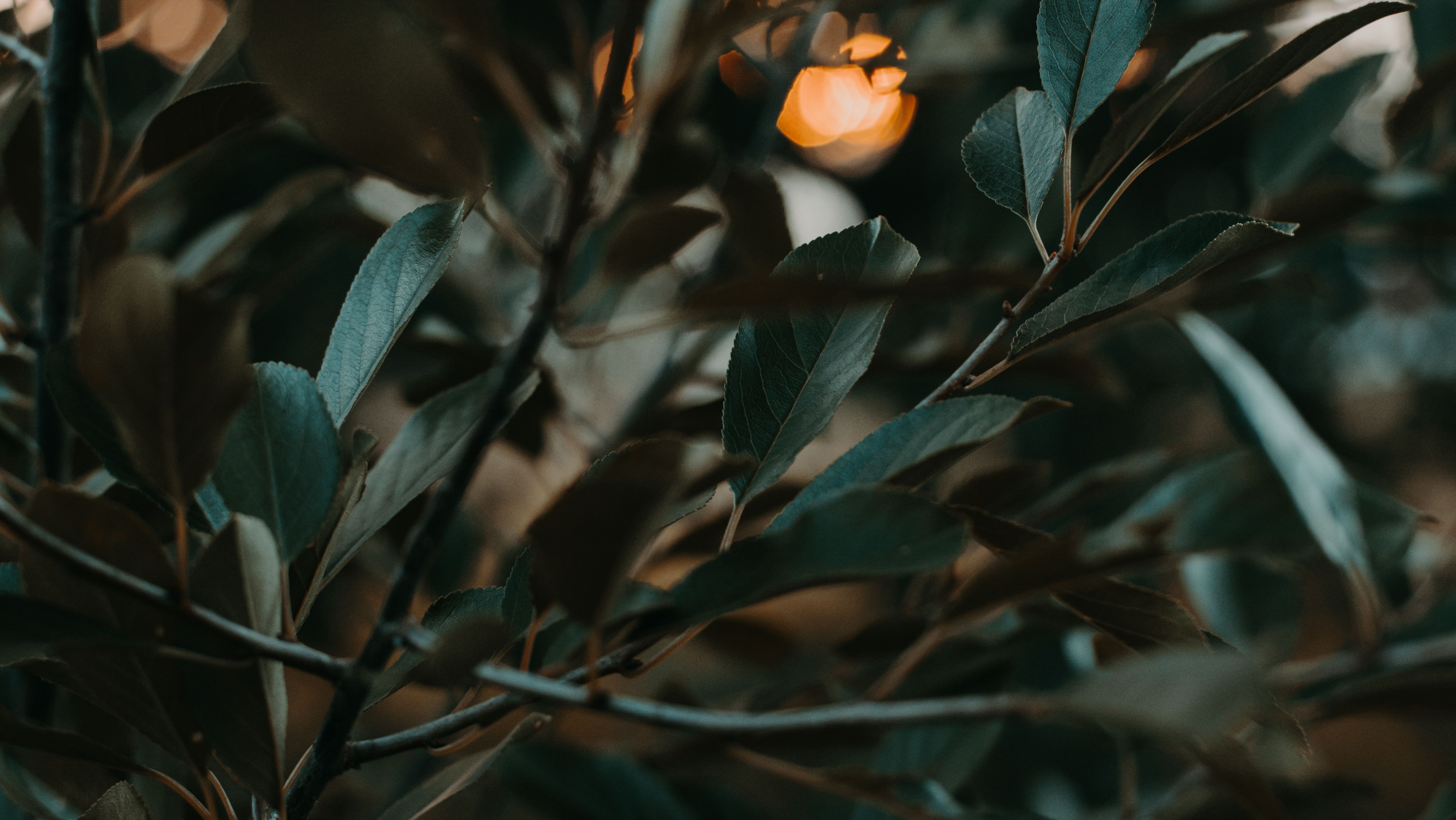 distant sunset through long leaves