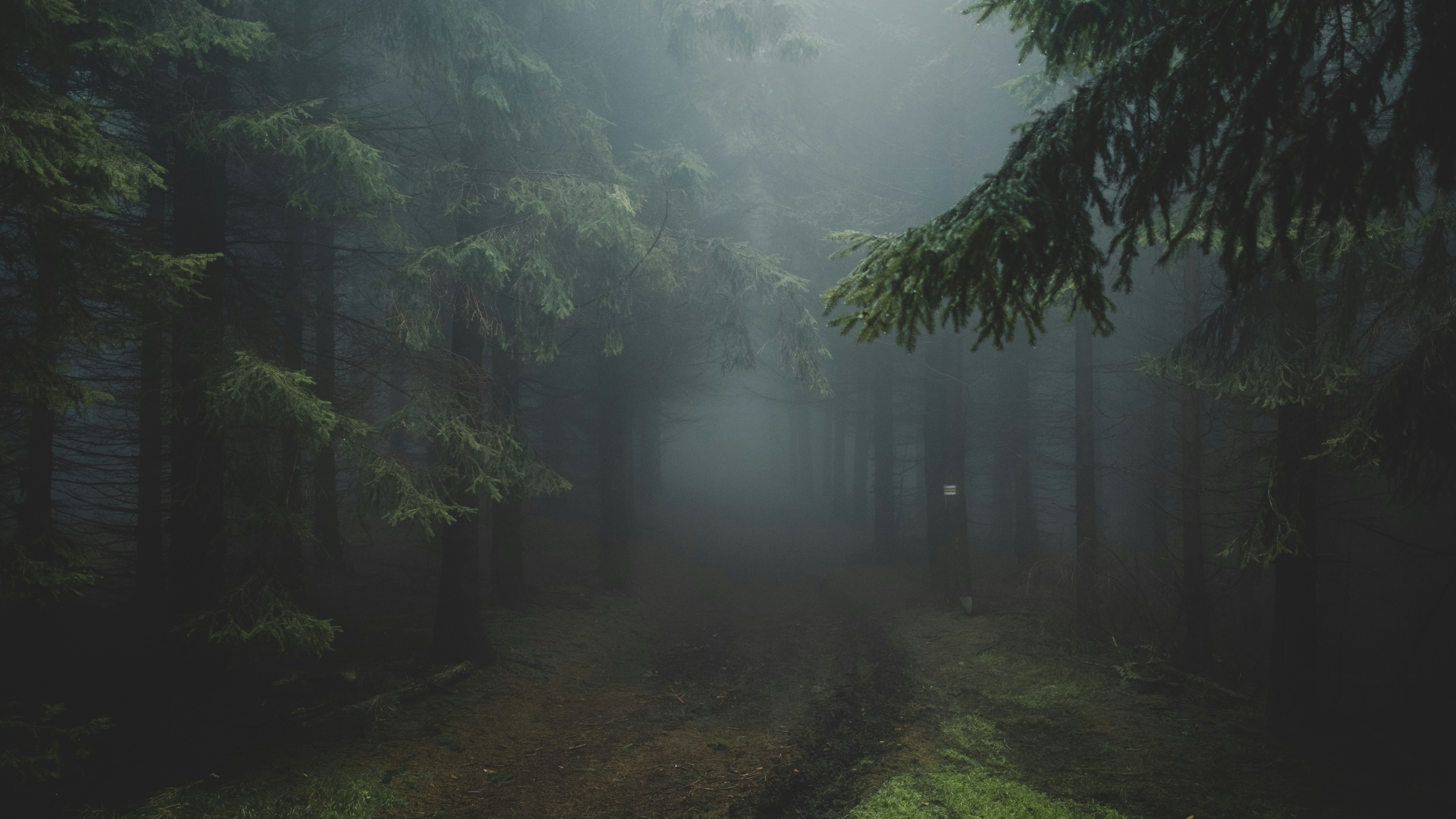 path going into misty forest