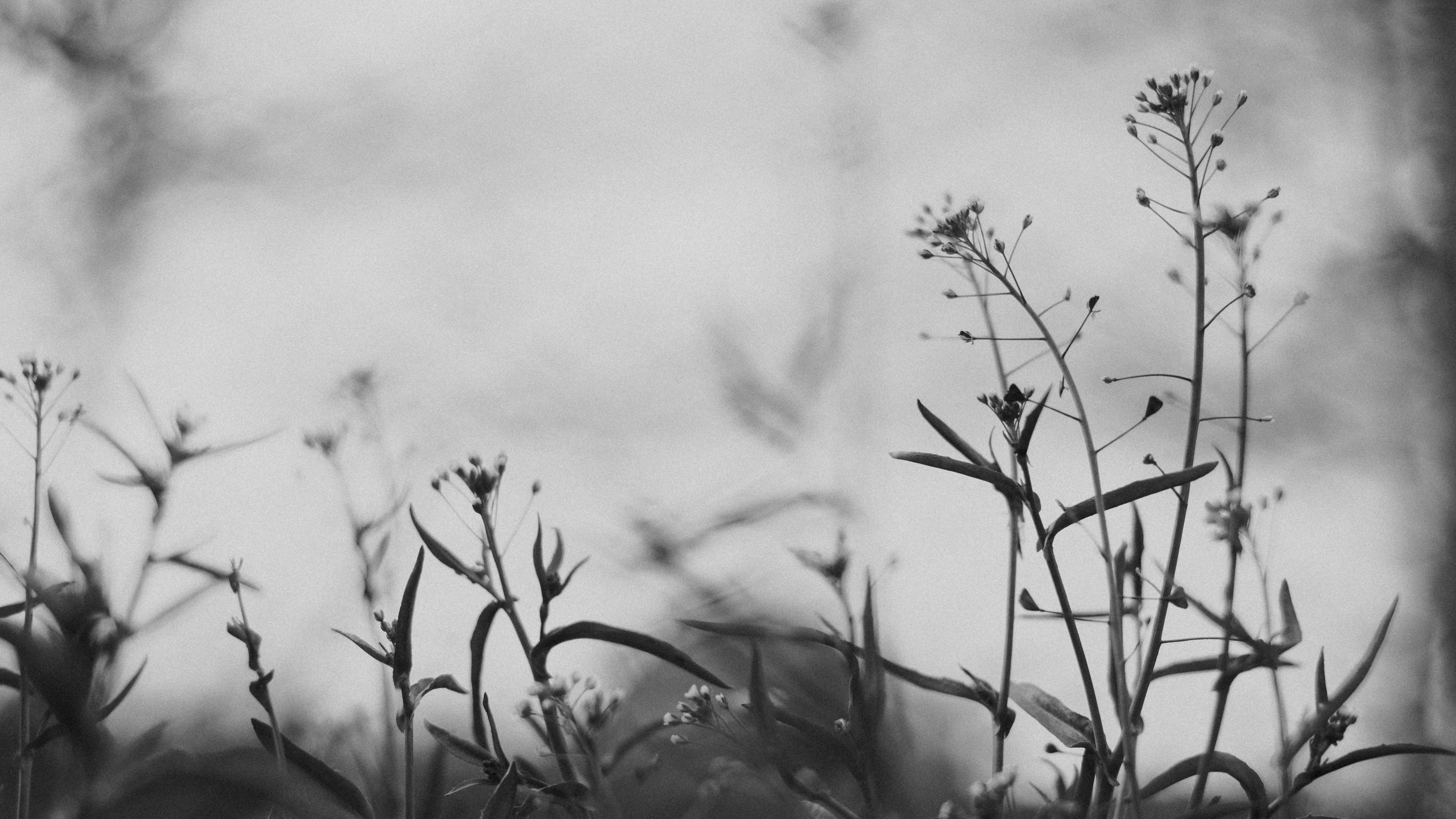 black and white flowers against gray sky