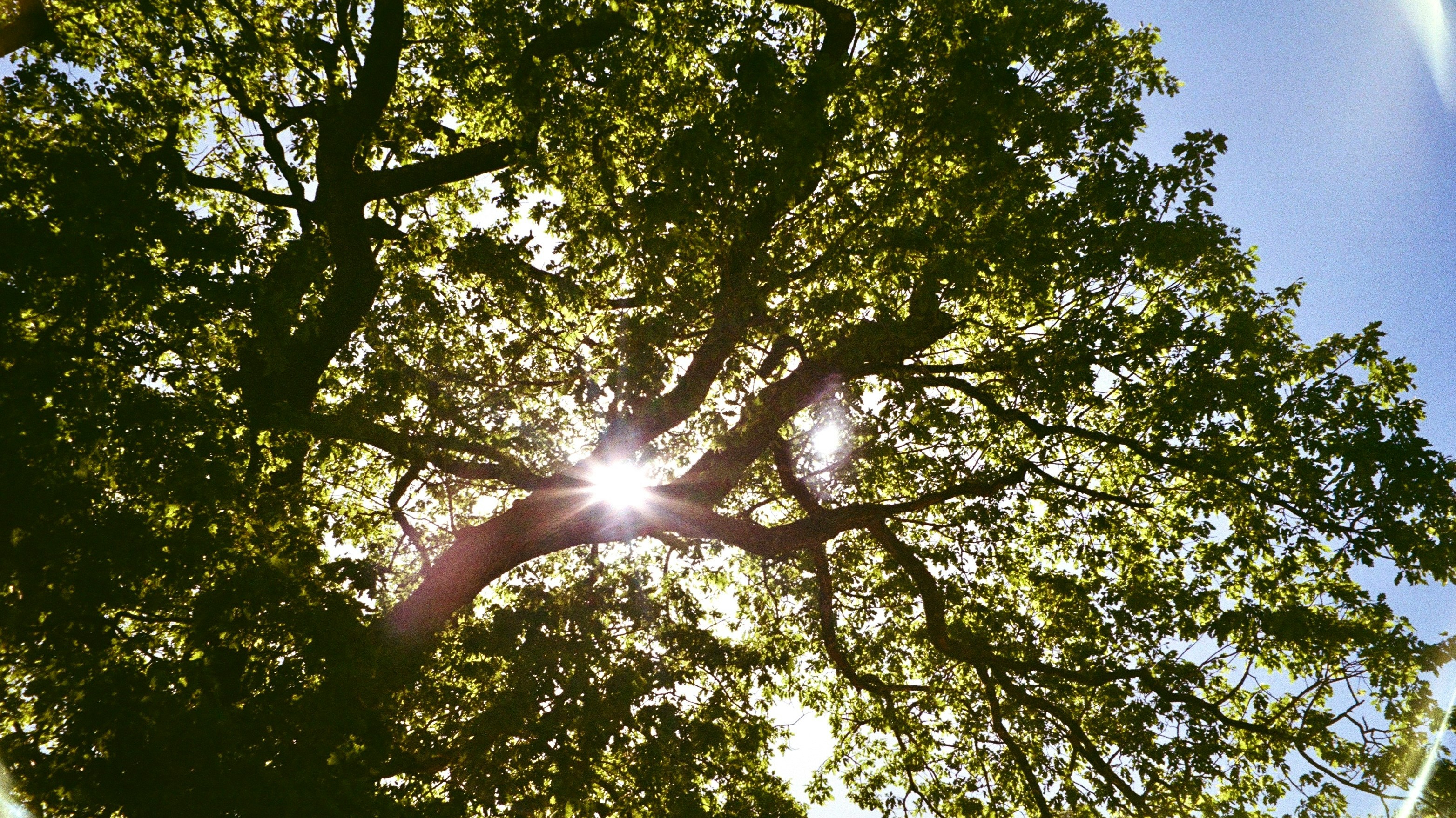 tree branches surging across sky with gold sun behind them