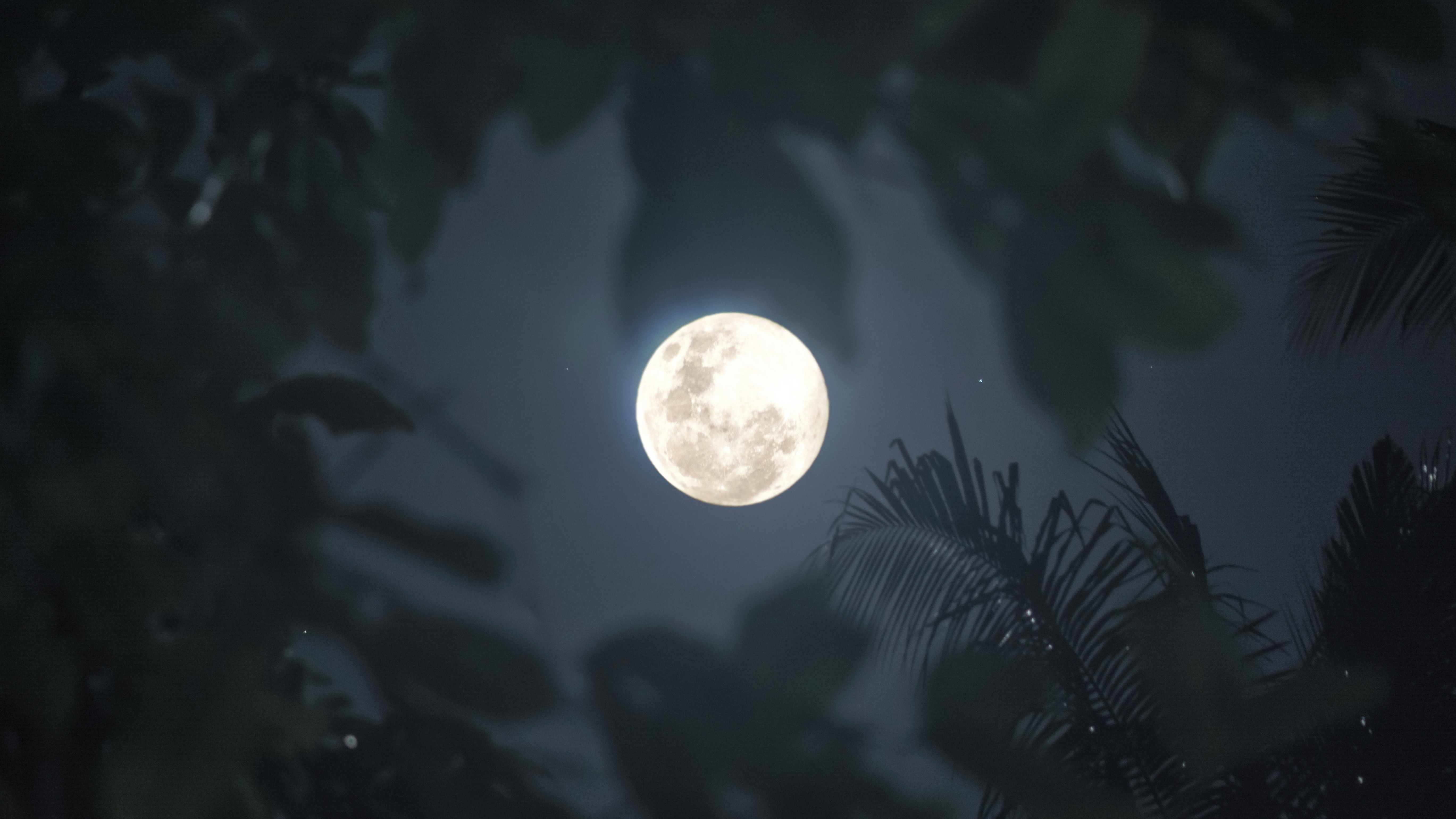 moon shining down through foliage