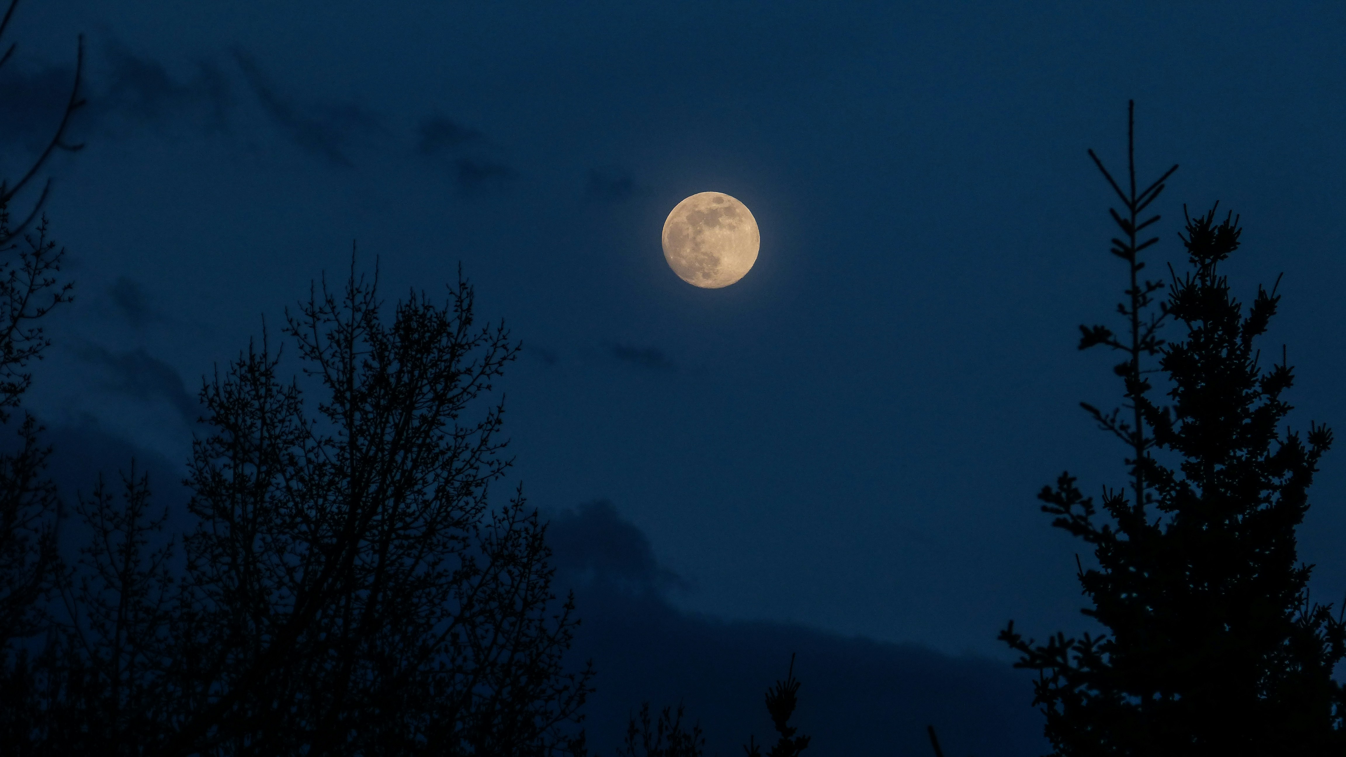 moon hanging low over trees in dark blue sky