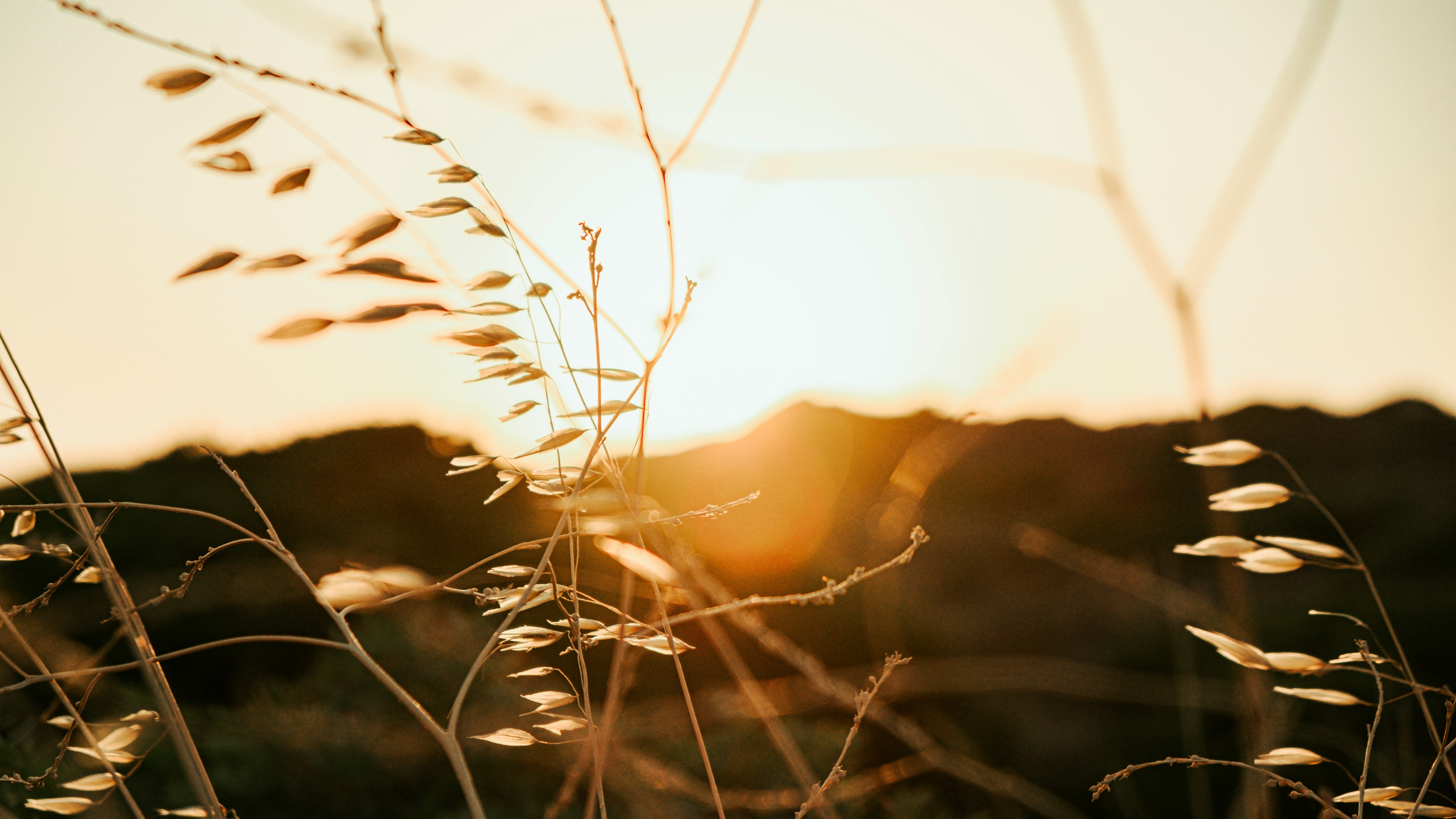 grass against golden mountains and sun