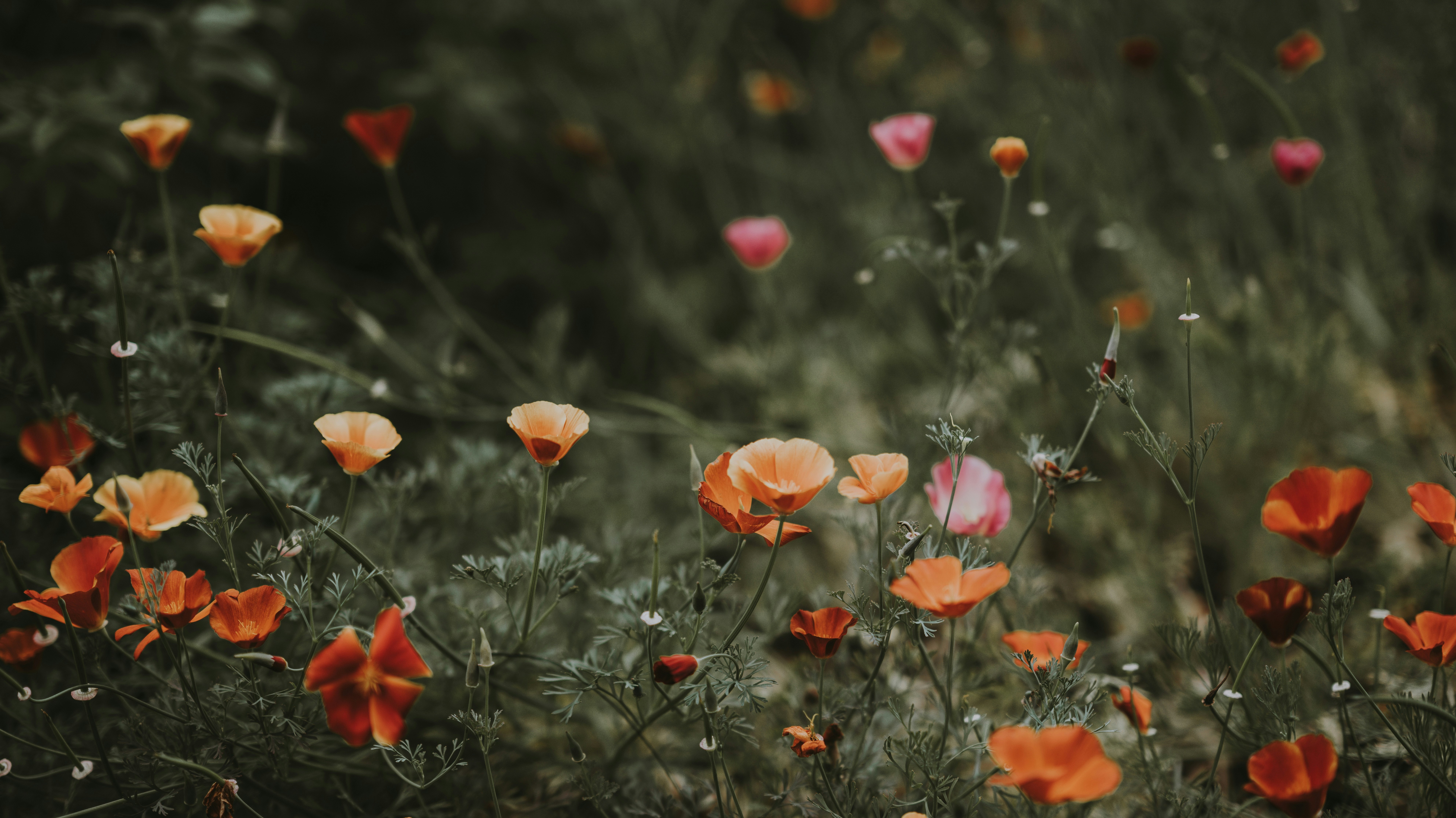 wildflowers blooming against dark green