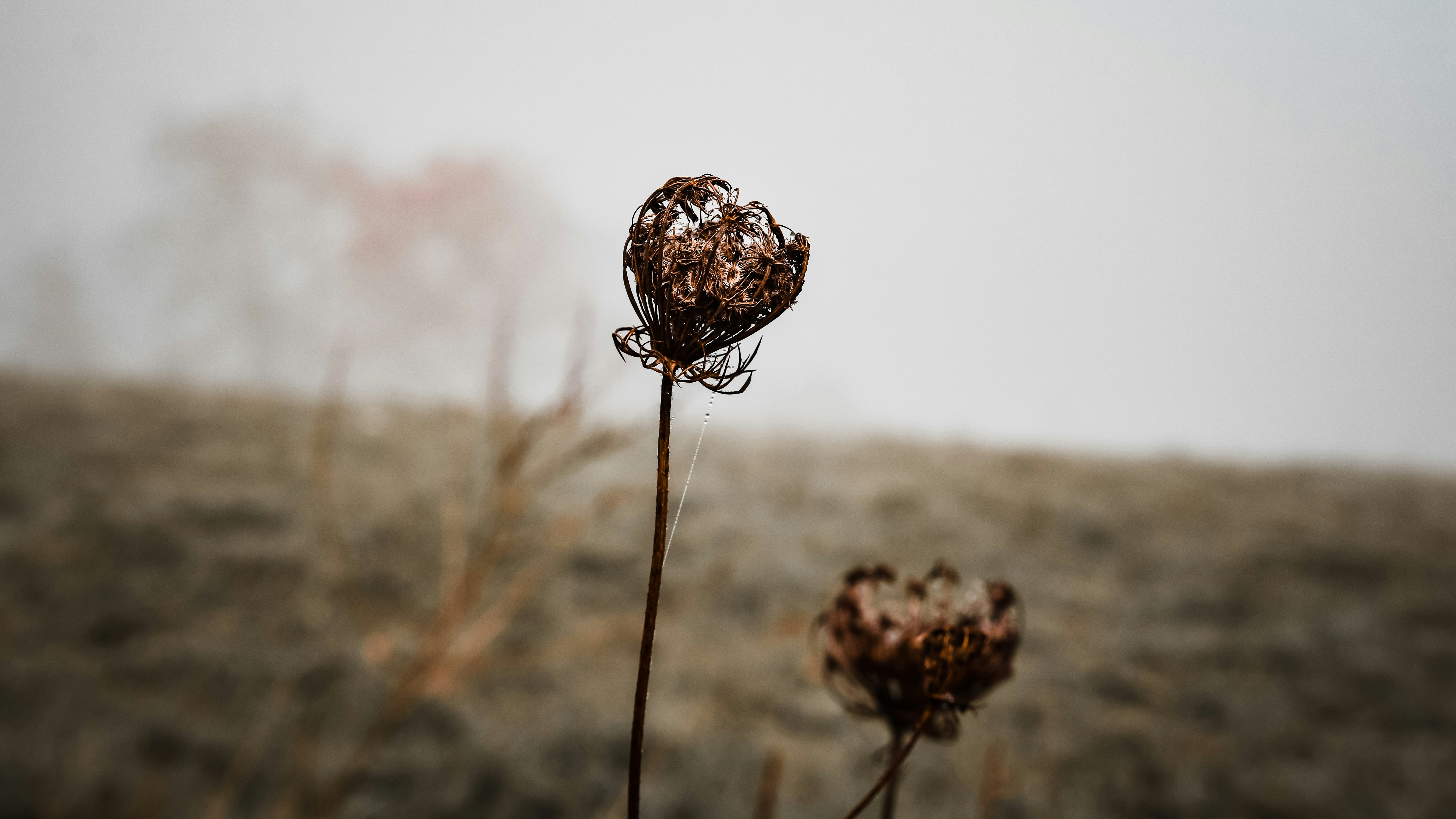 rust-colored flowers against gray sky