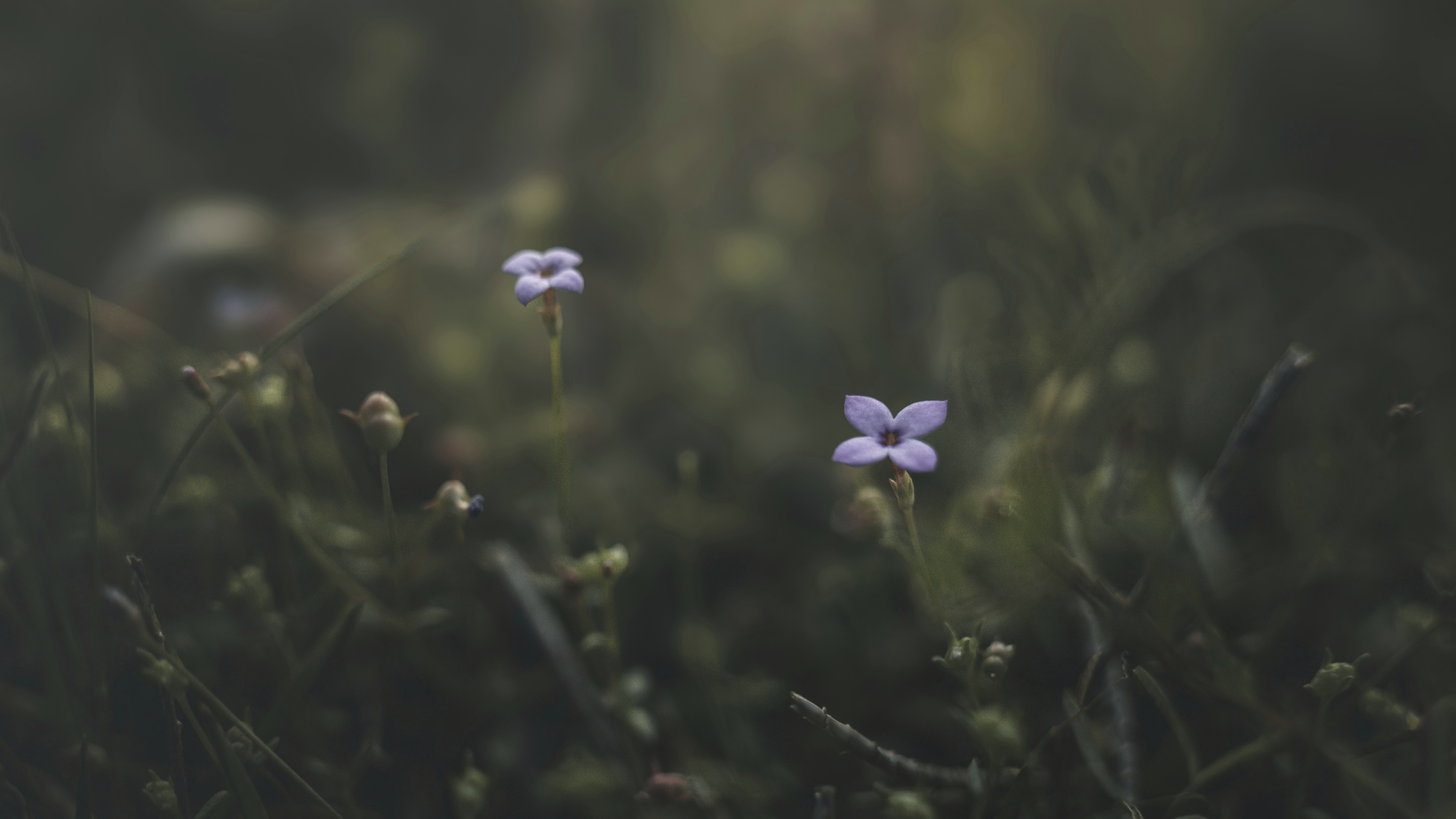little purple flowers