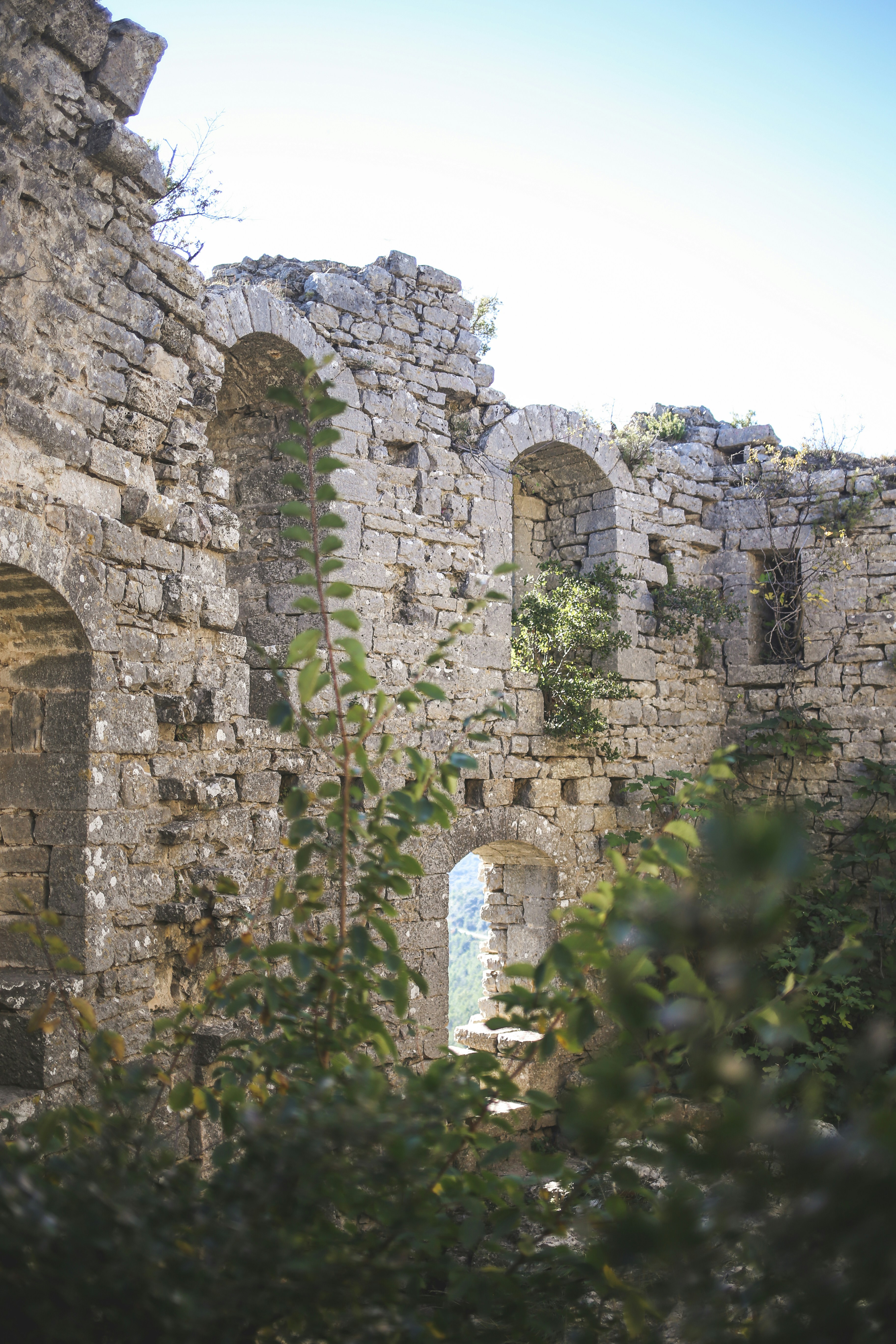 green trees growing through old ruins