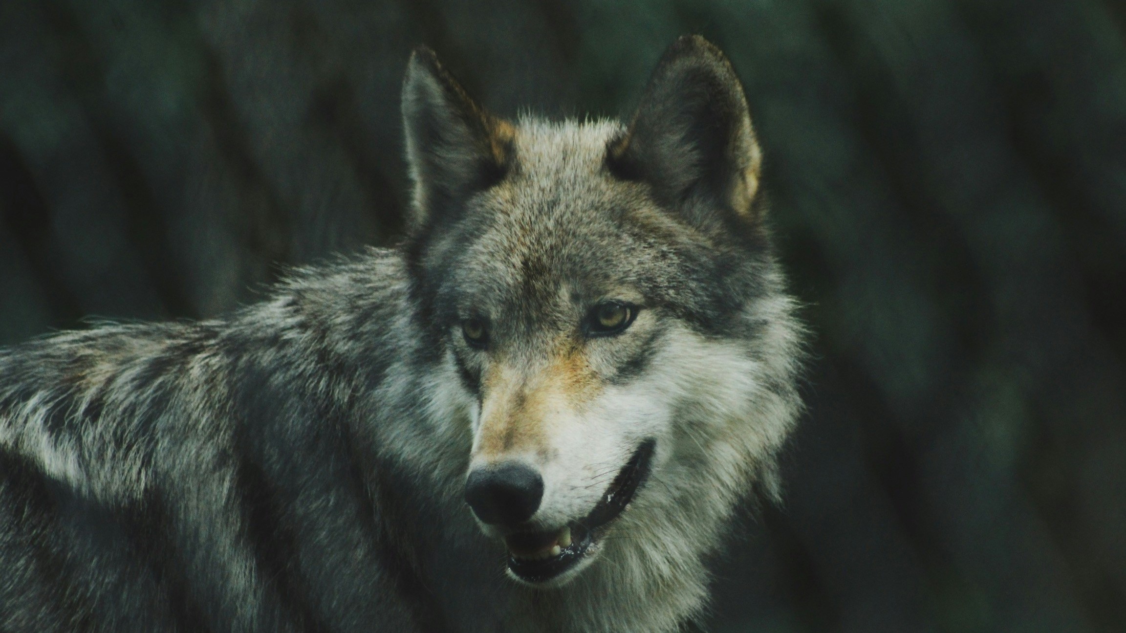 portrait of a gray wolf