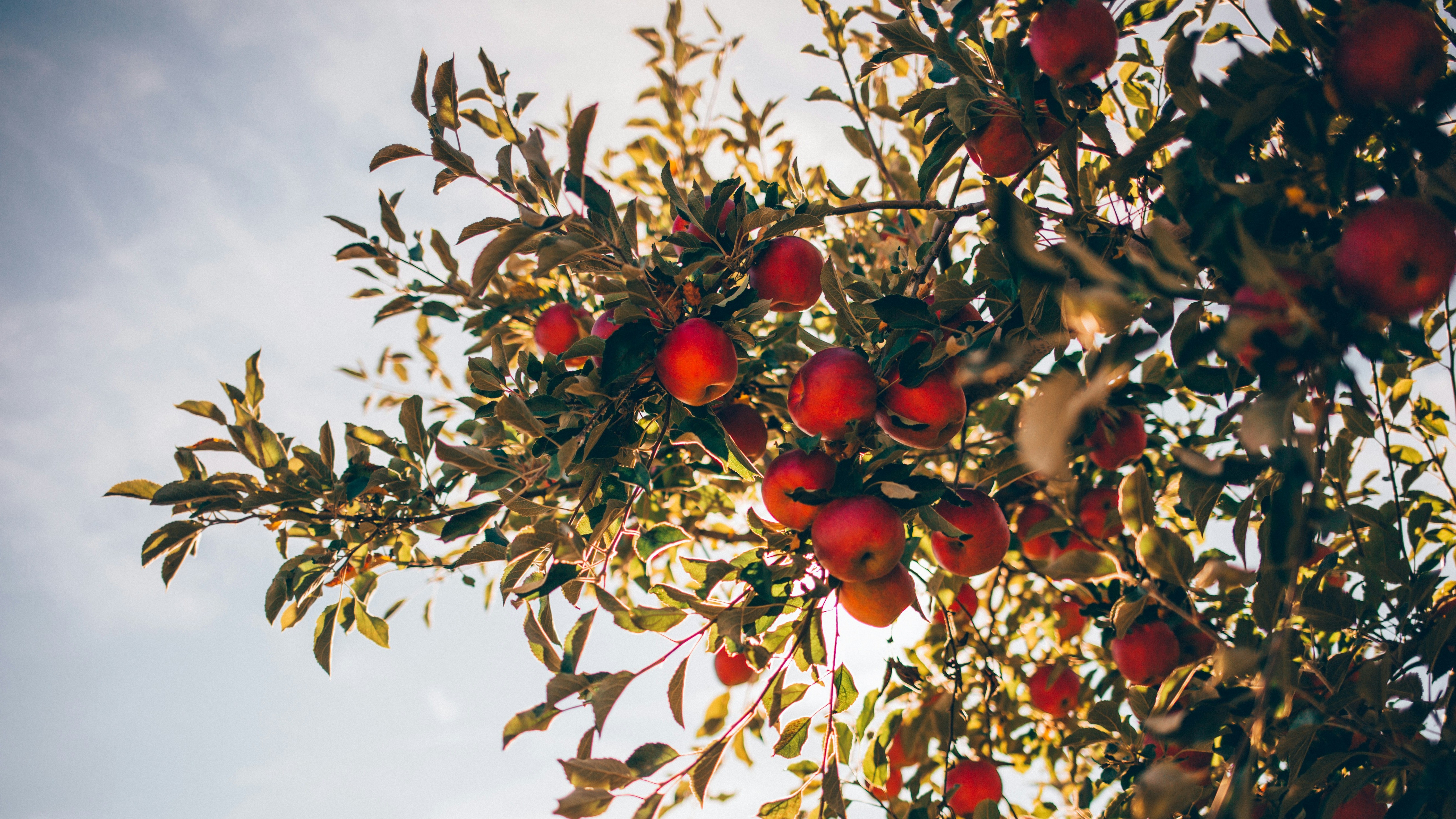 apples in tree against sky